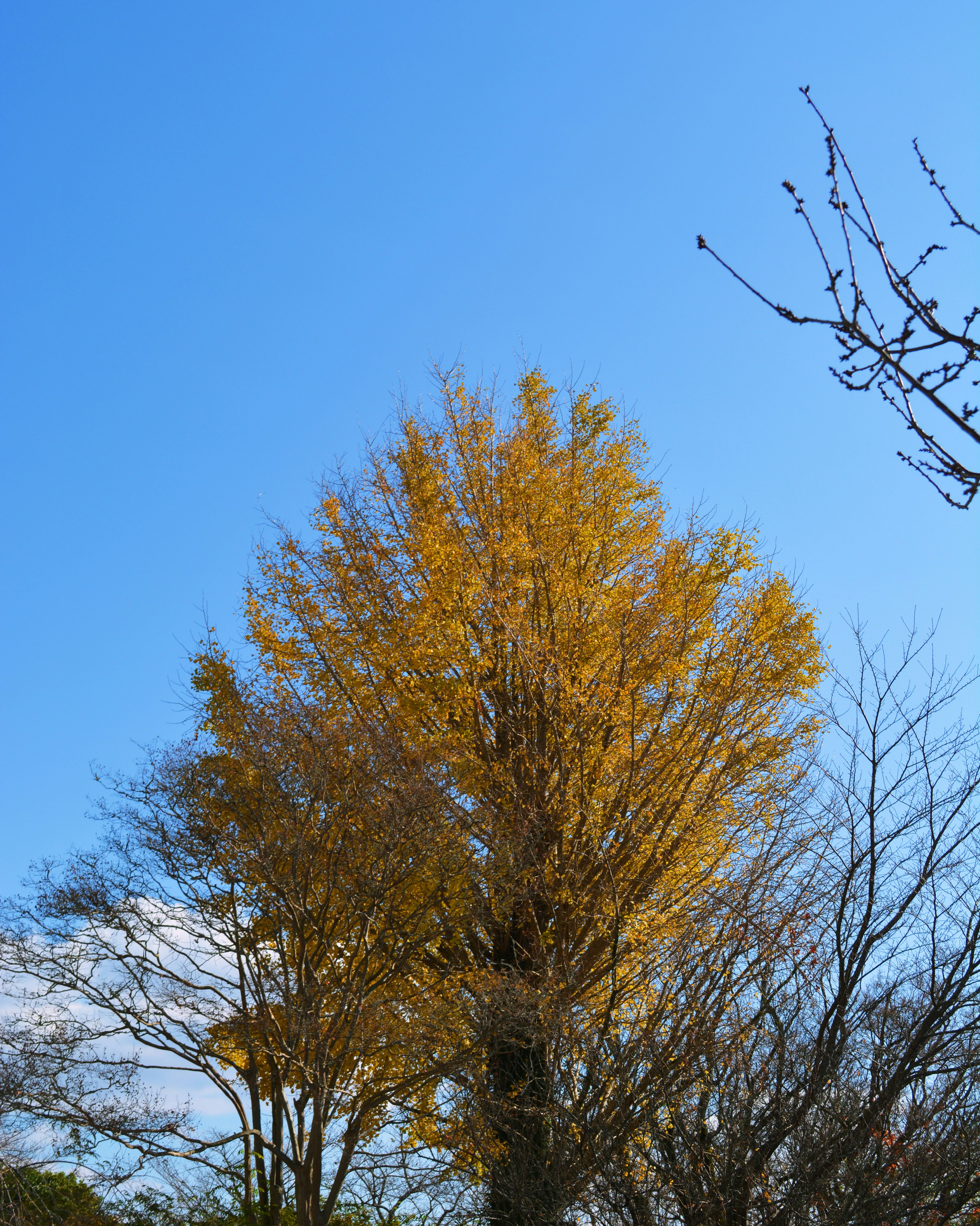 Arbre aux feuilles jaunes sous un ciel bleu