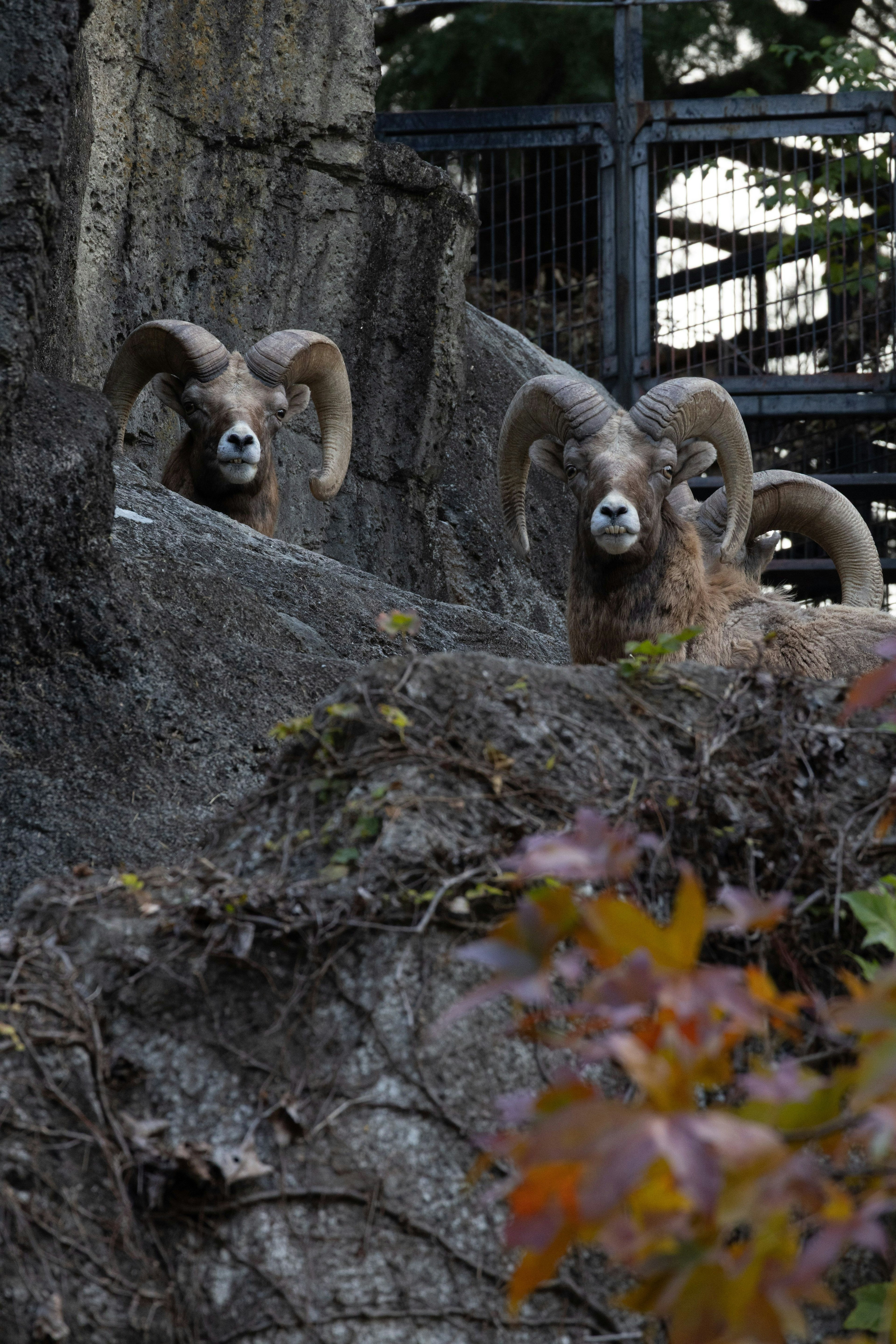 Deux moutons à grandes cornes sur un rebord rocheux entouré de feuillage d'automne