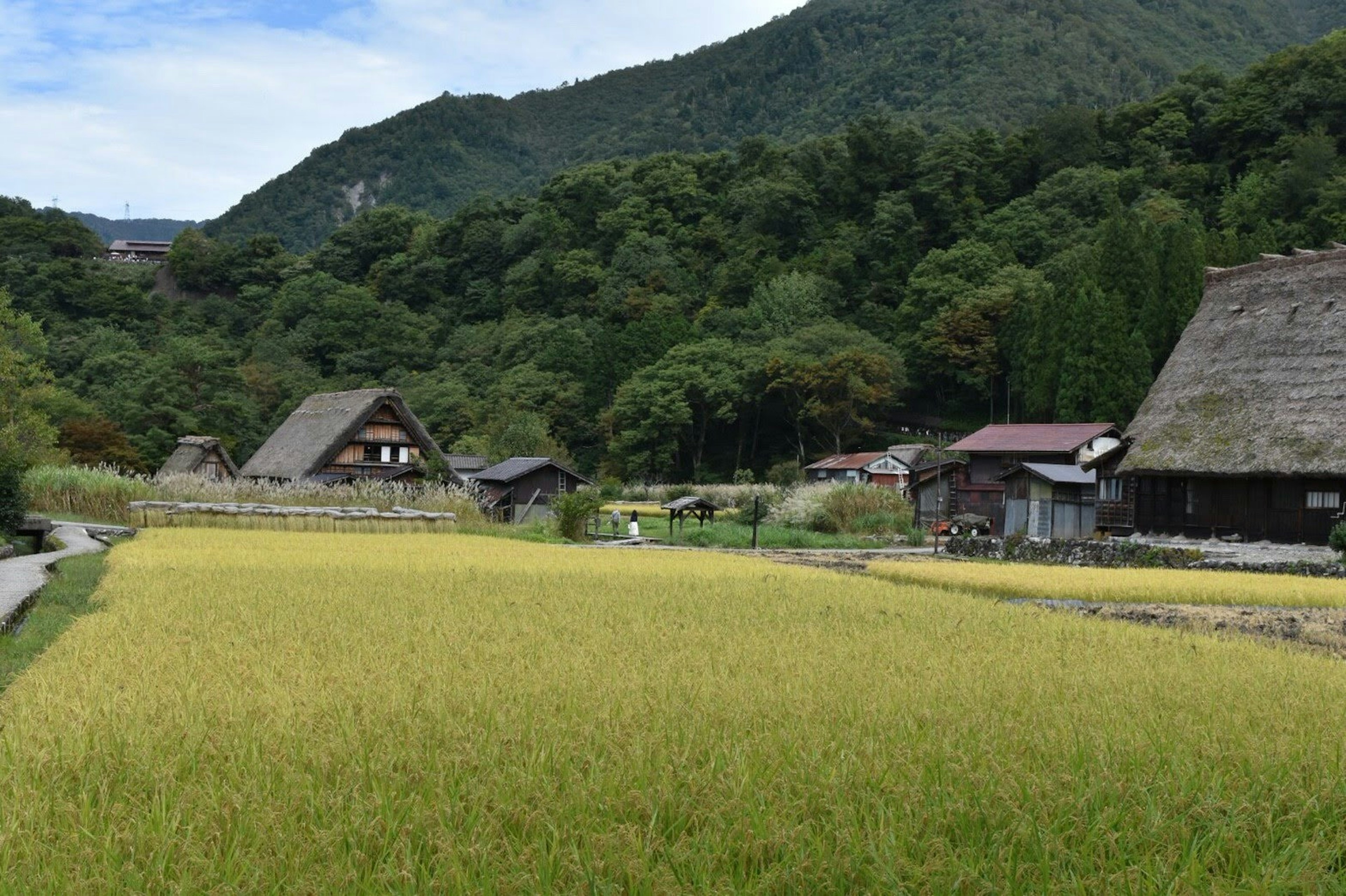 Paisaje rural pintoresco con campos de arroz maduros y casas japonesas tradicionales