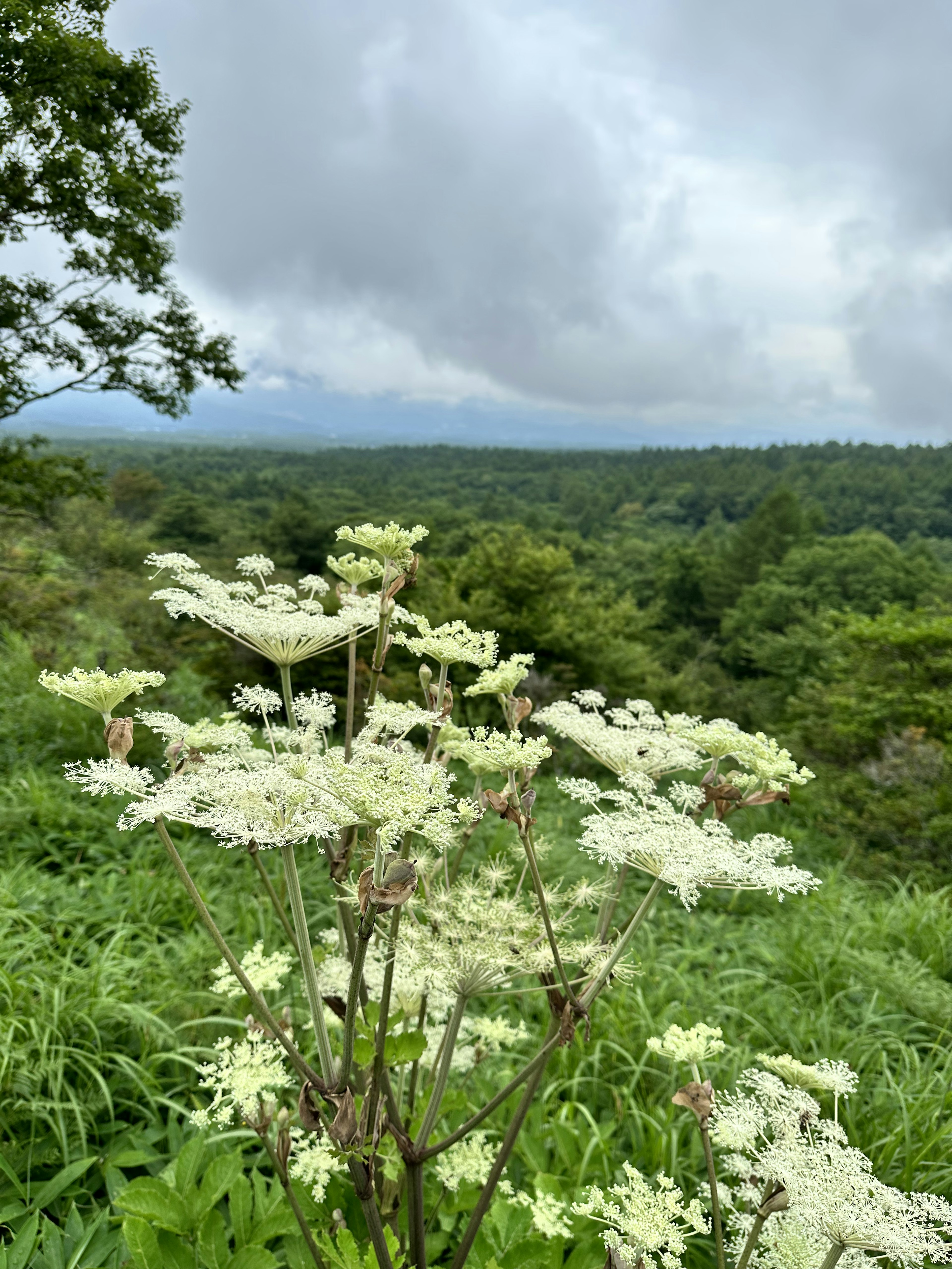 A view of flowering plants in a green landscape with a cloudy sky