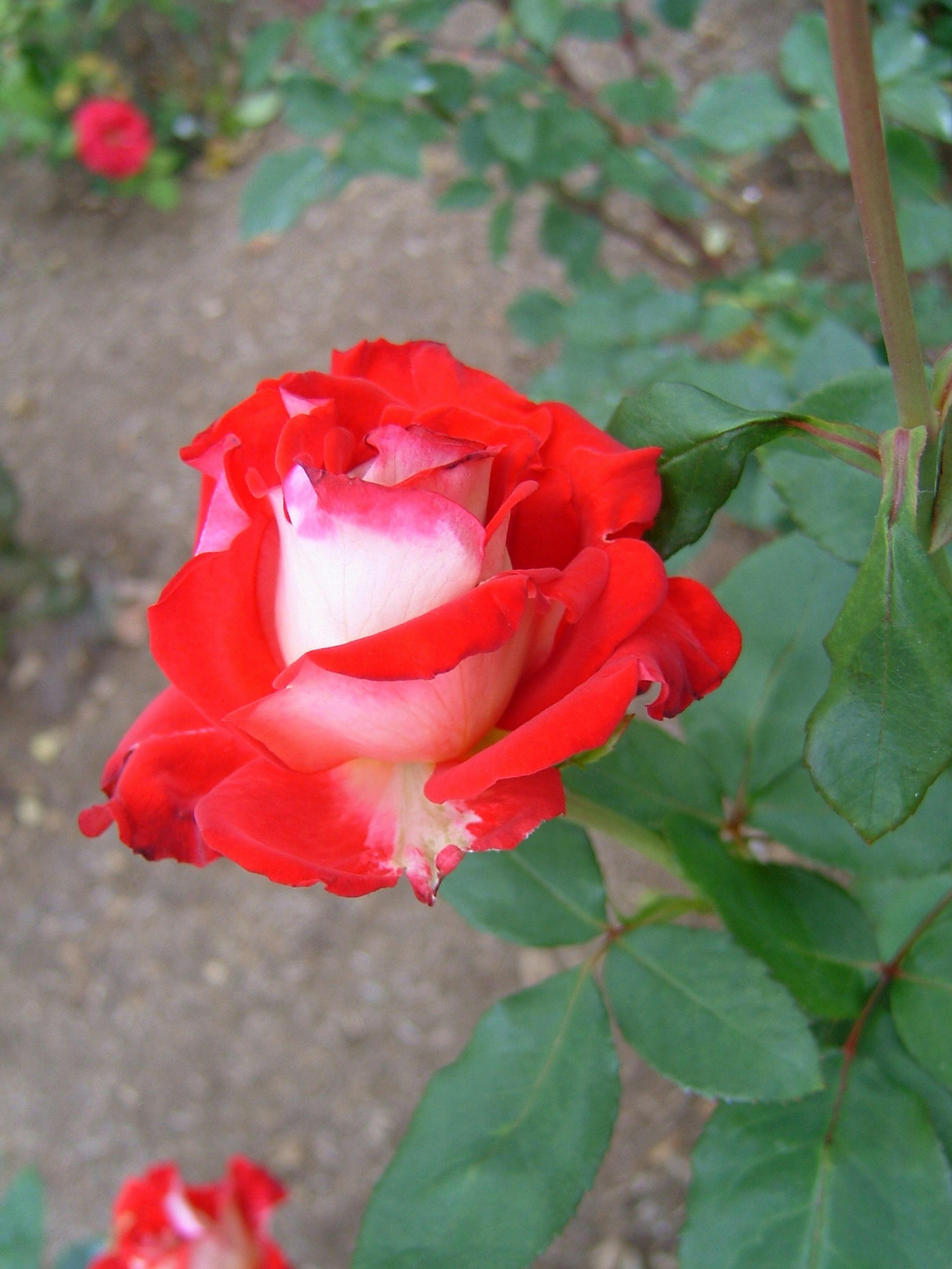 Beautiful red rose blooming with green leaves in the background