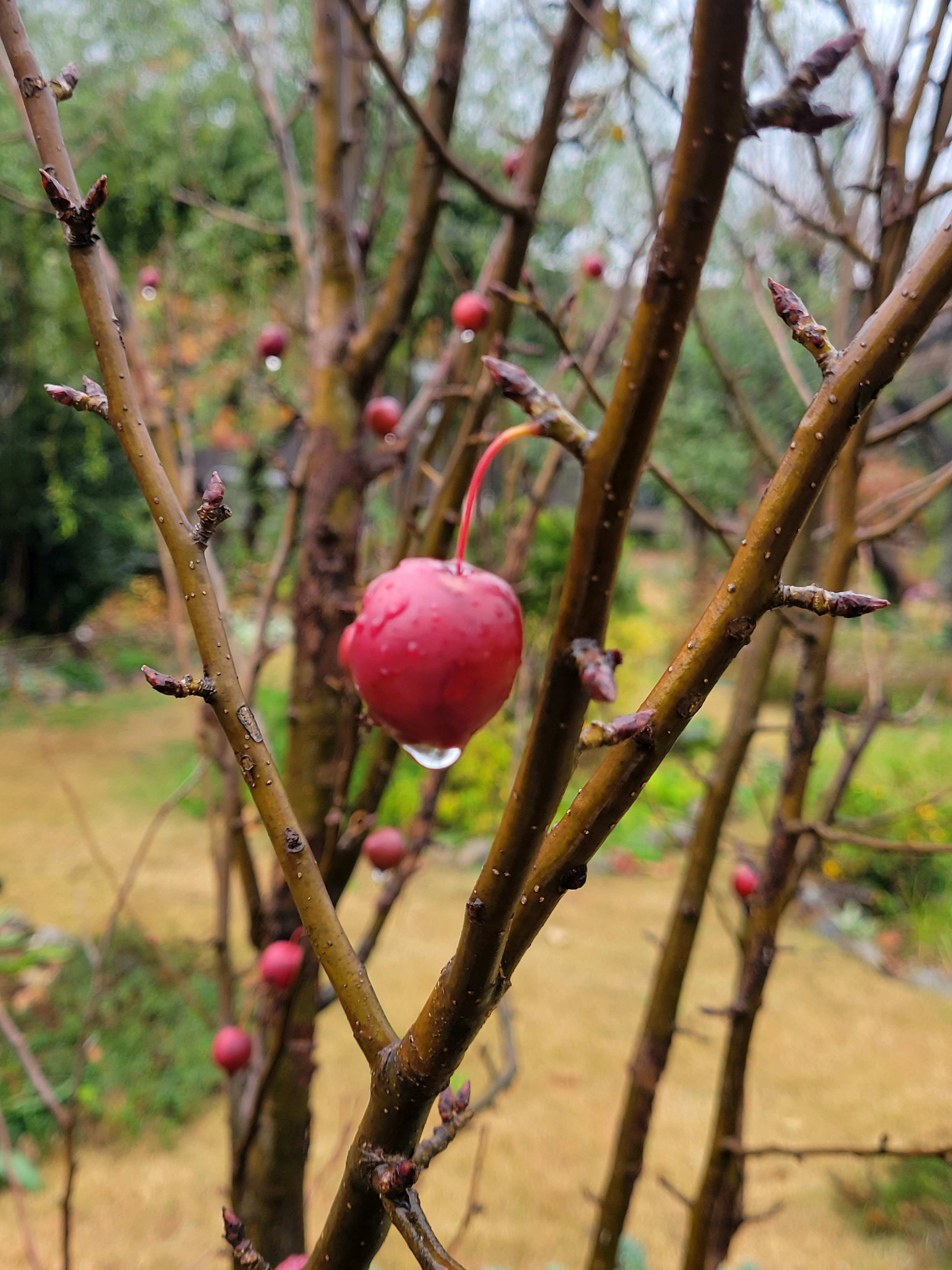 A wet red fruit hanging from a tree branch