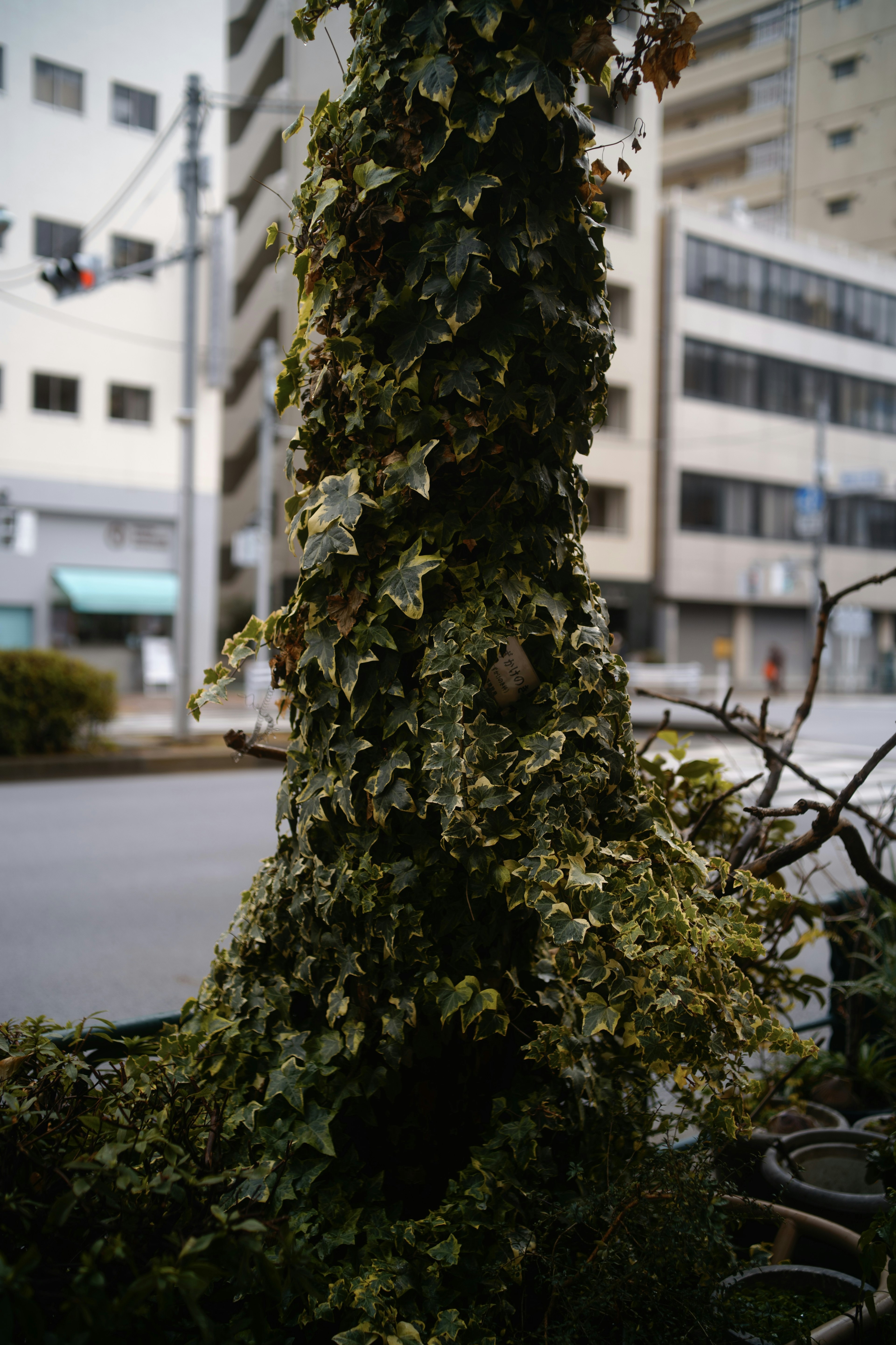 Tree trunk covered in ivy with buildings in the background