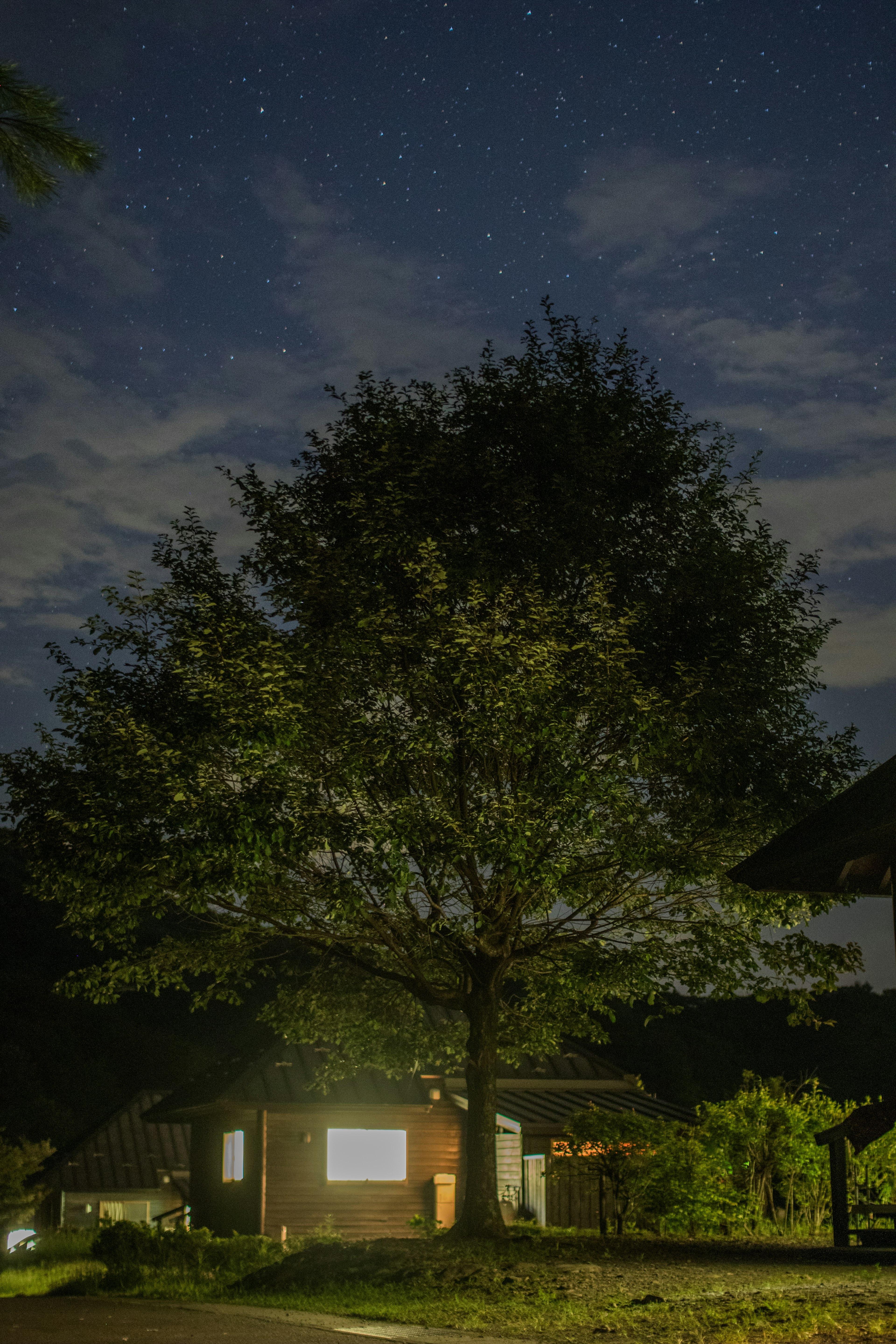 Un grand arbre sous le ciel nocturne avec une maison à proximité