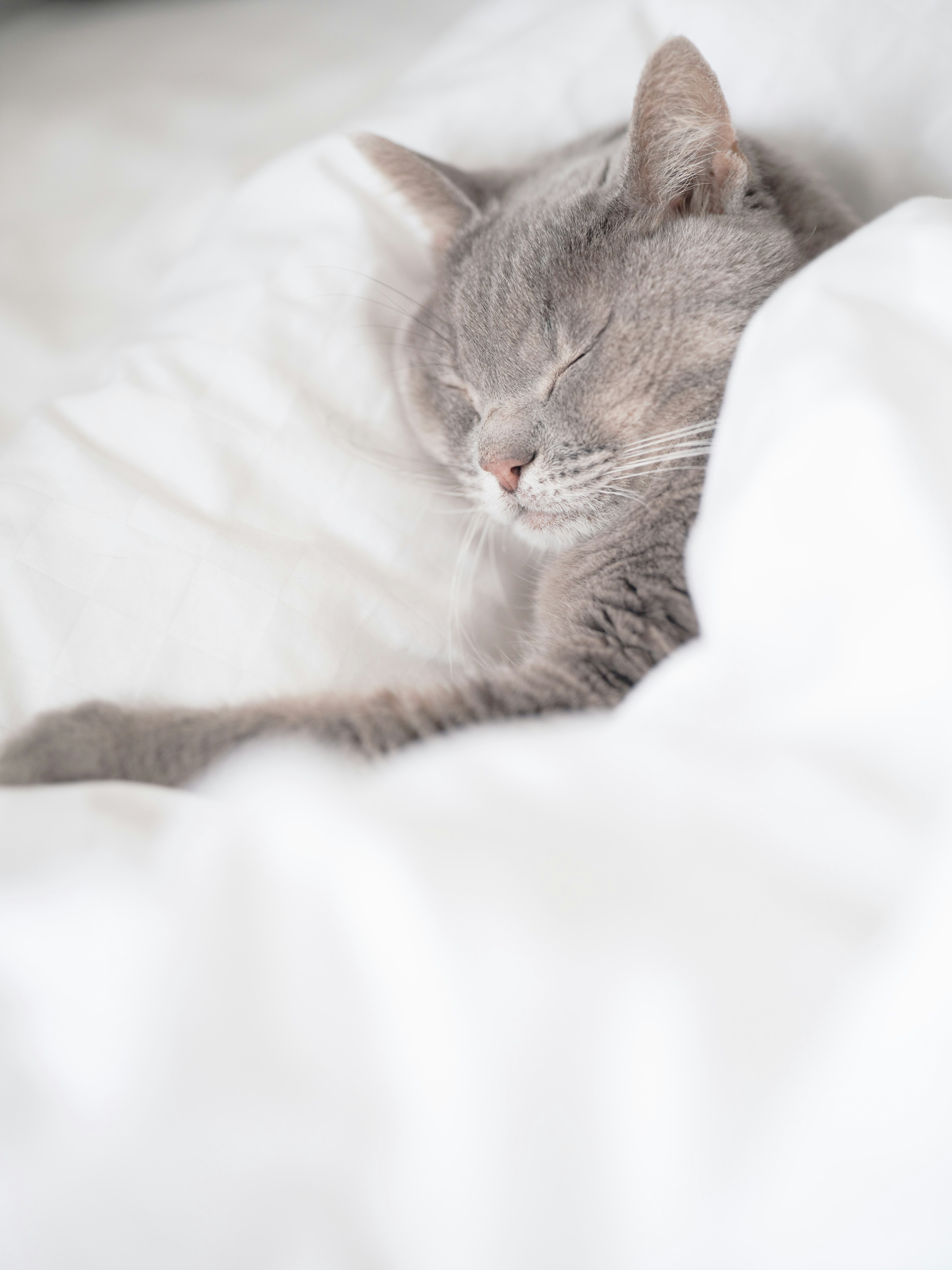 Gatto grigio che dorme tranquillamente in lenzuola bianche