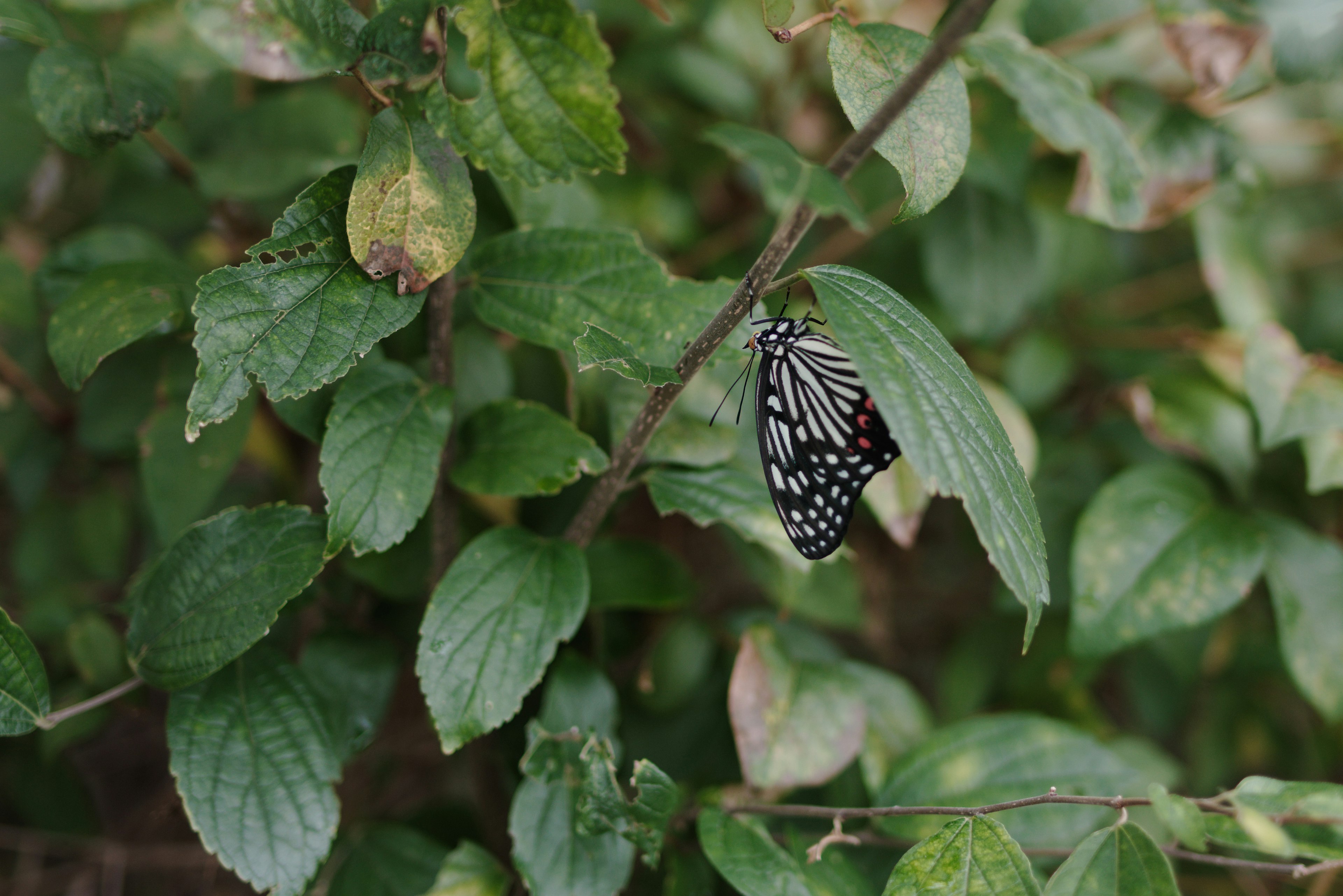 Schwarzer und weißer Schmetterling, der auf grünen Blättern ruht