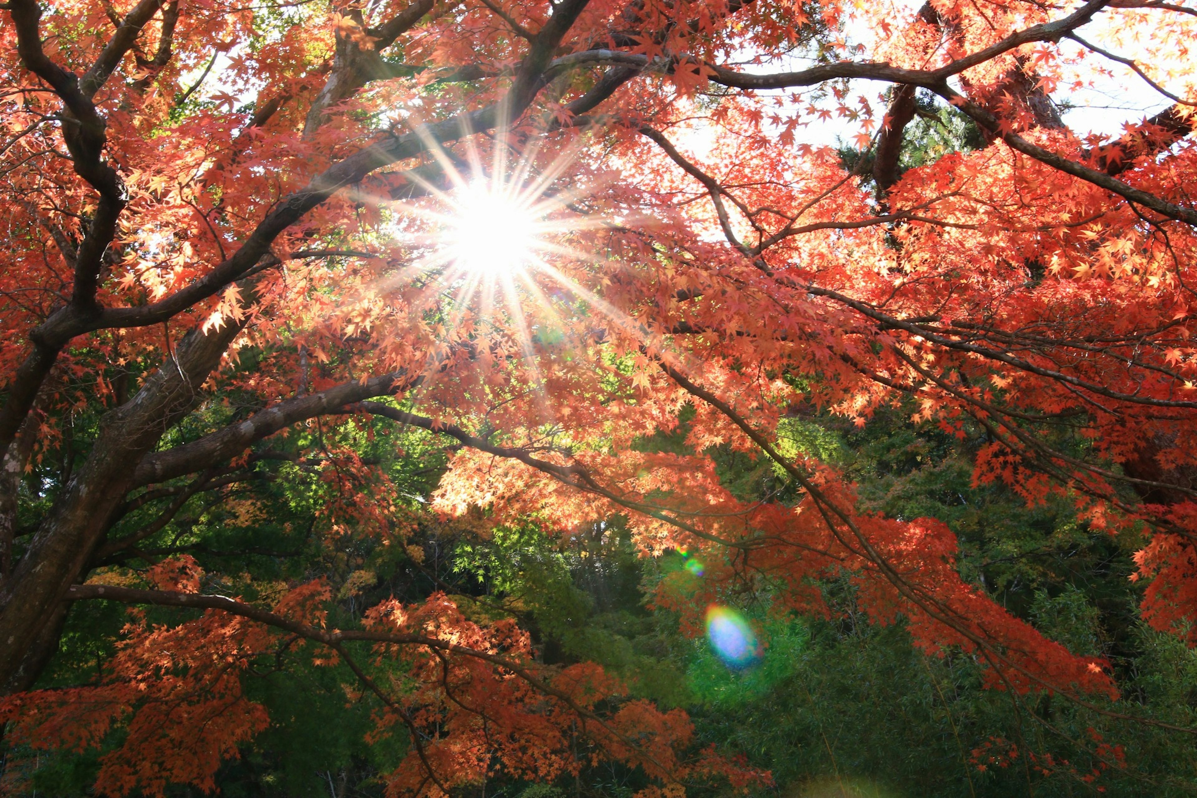 Sunlight filtering through vibrant autumn leaves