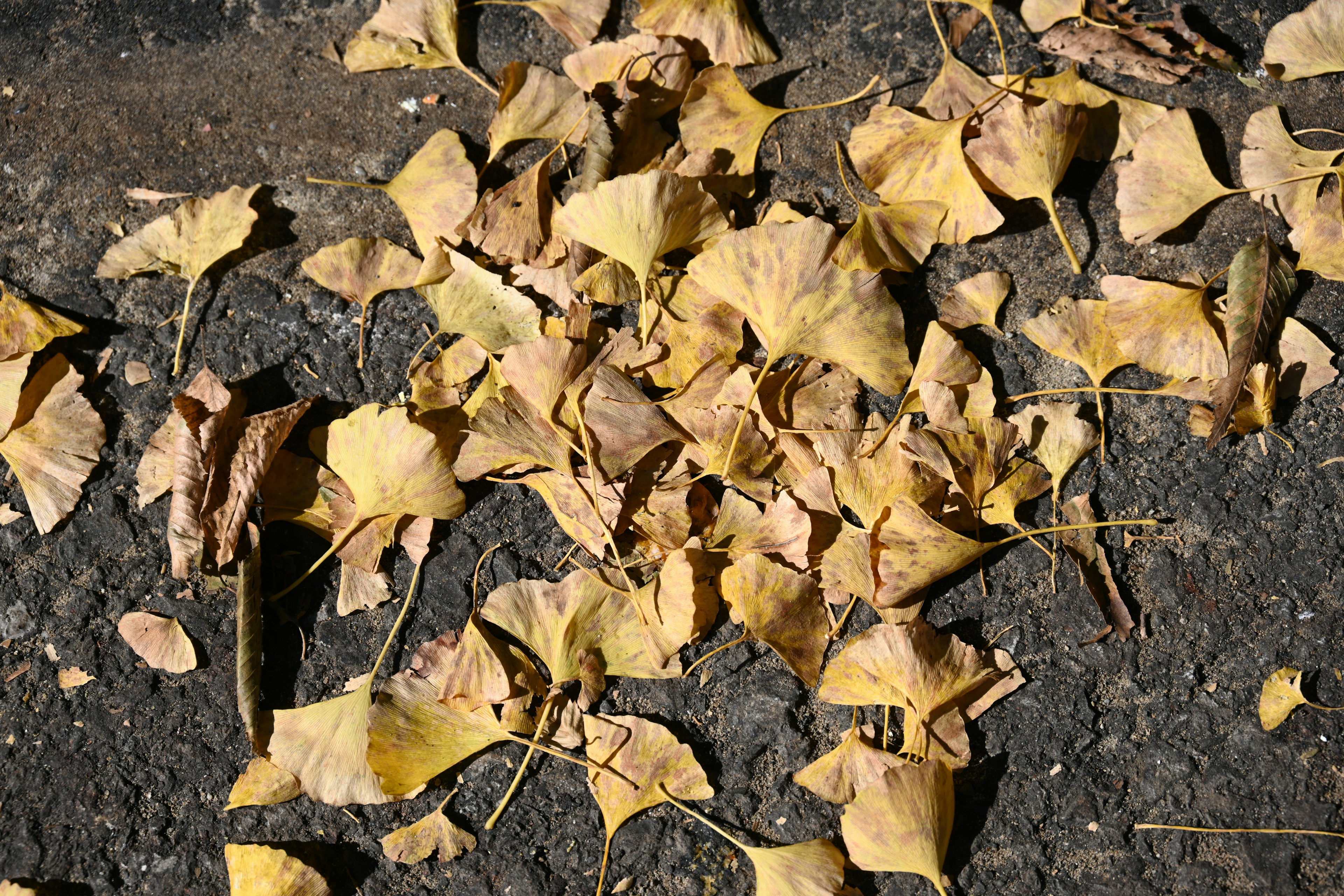 Un ensemble de feuilles jaunes sèches éparpillées sur le sol