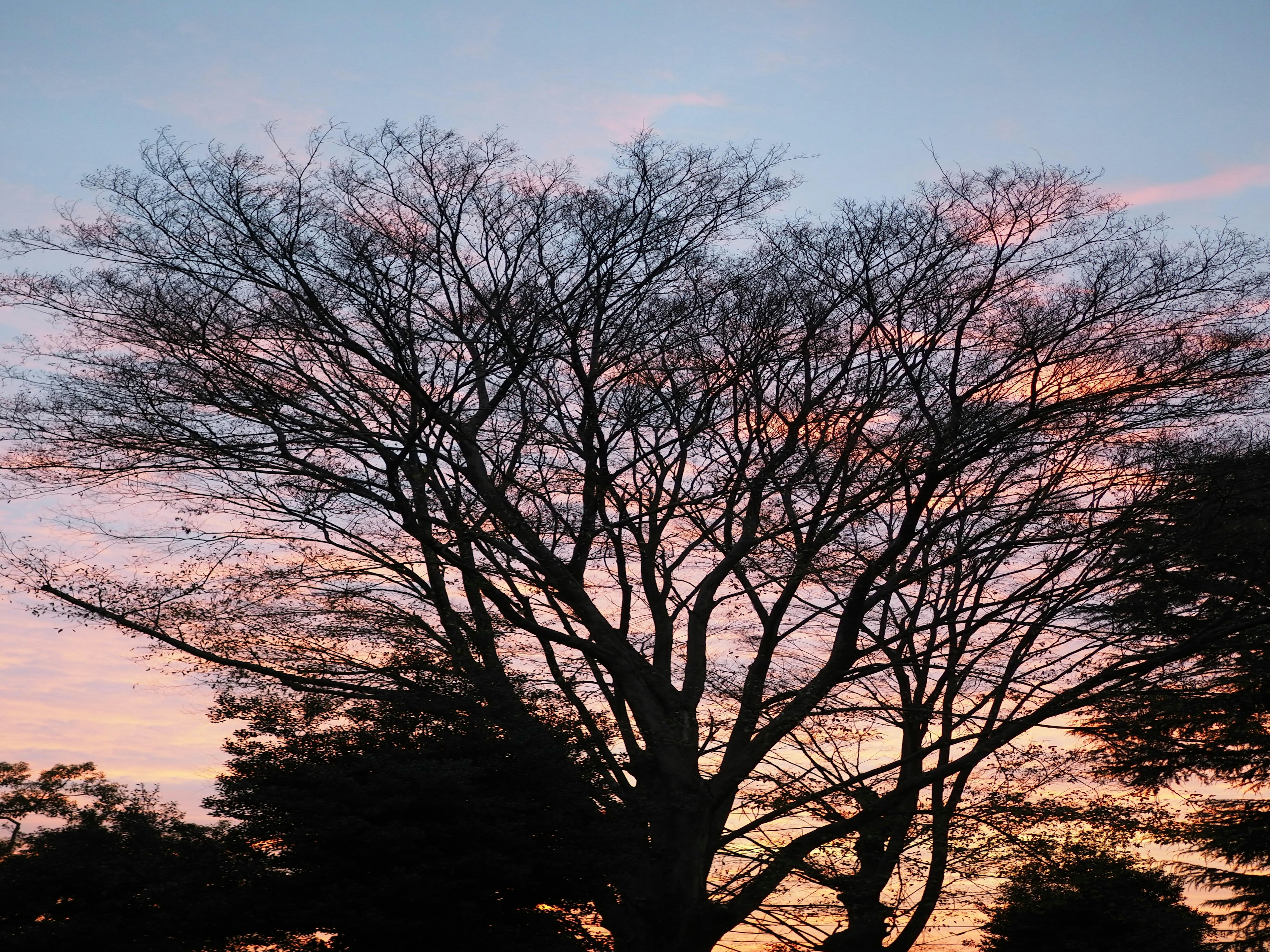 Large tree silhouetted against a colorful sunset sky