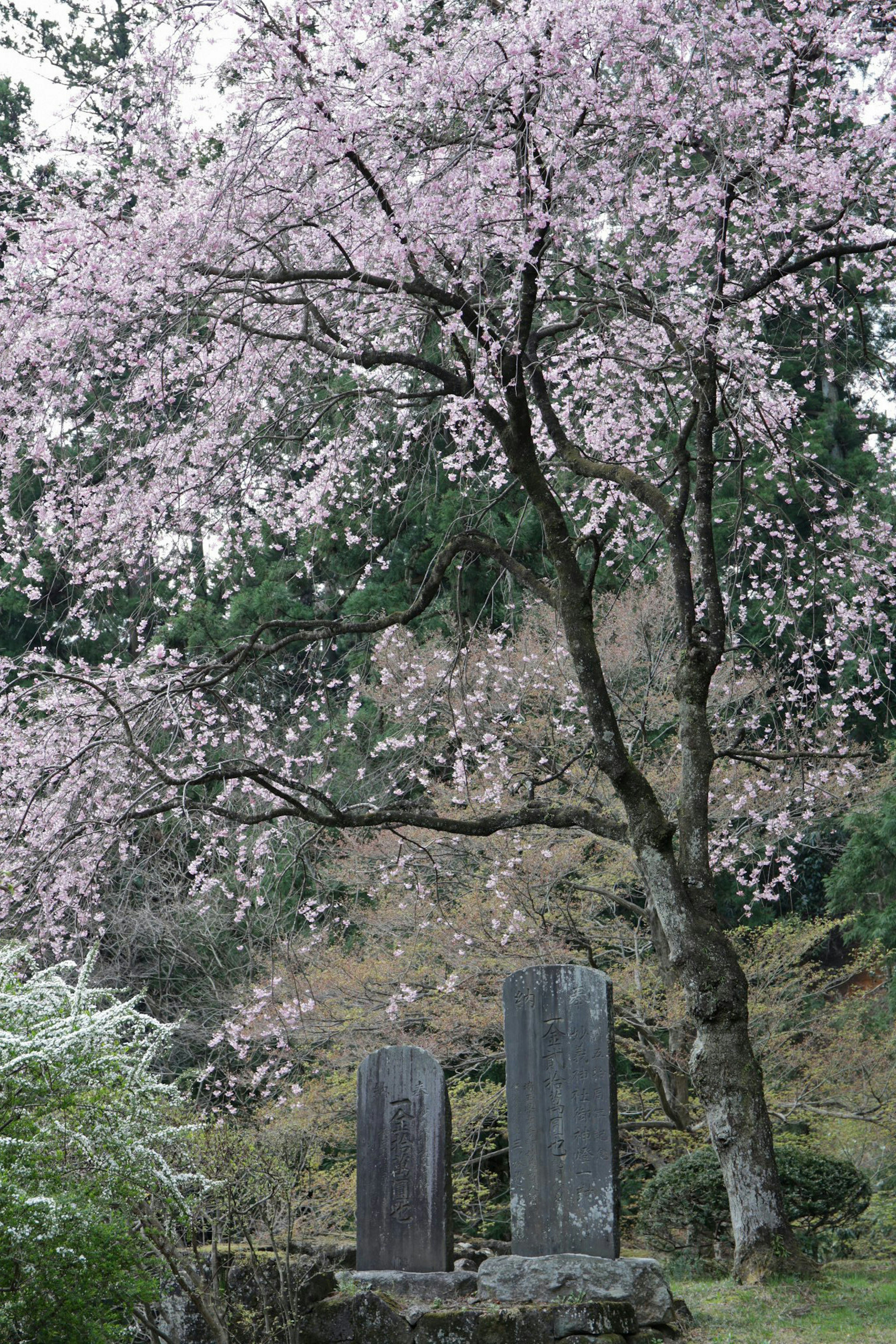 Pohon sakura dengan dua monumen batu