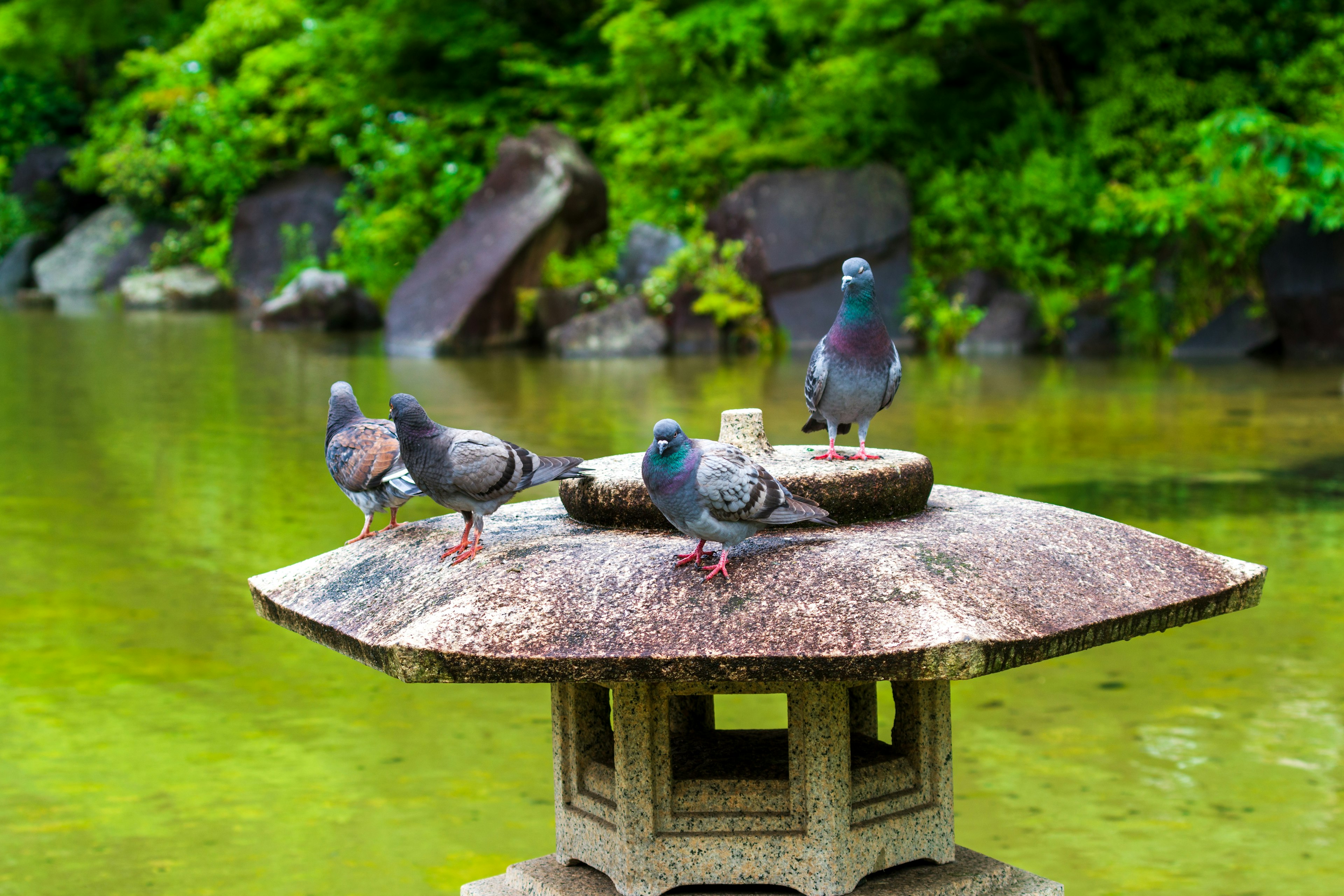 Pigeons perched on a stone lantern by a serene pond with lush greenery