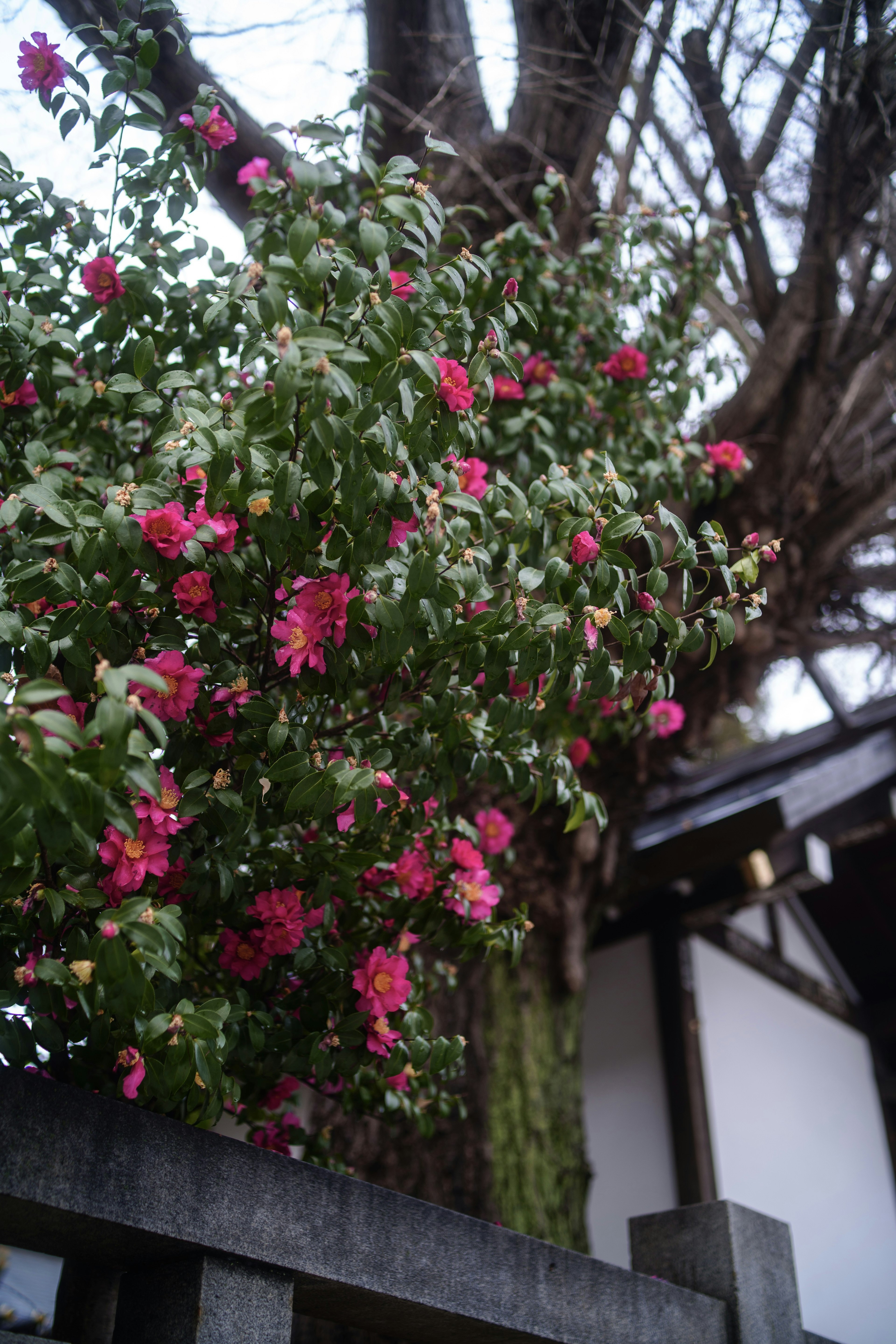 Flores rosas vibrantes floreciendo en un árbol con parte de un edificio visible