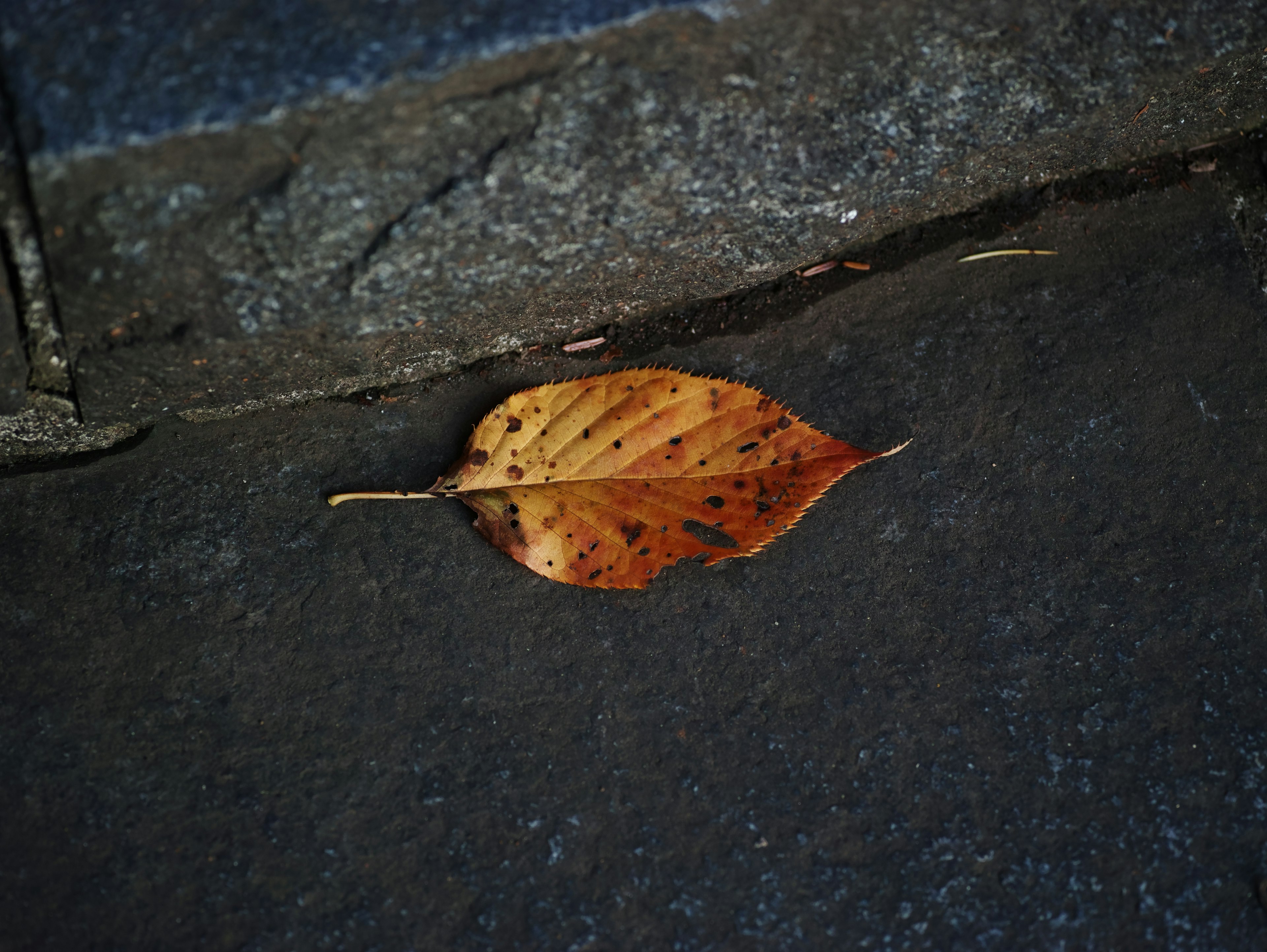 Gros plan sur une feuille brune sur le sol