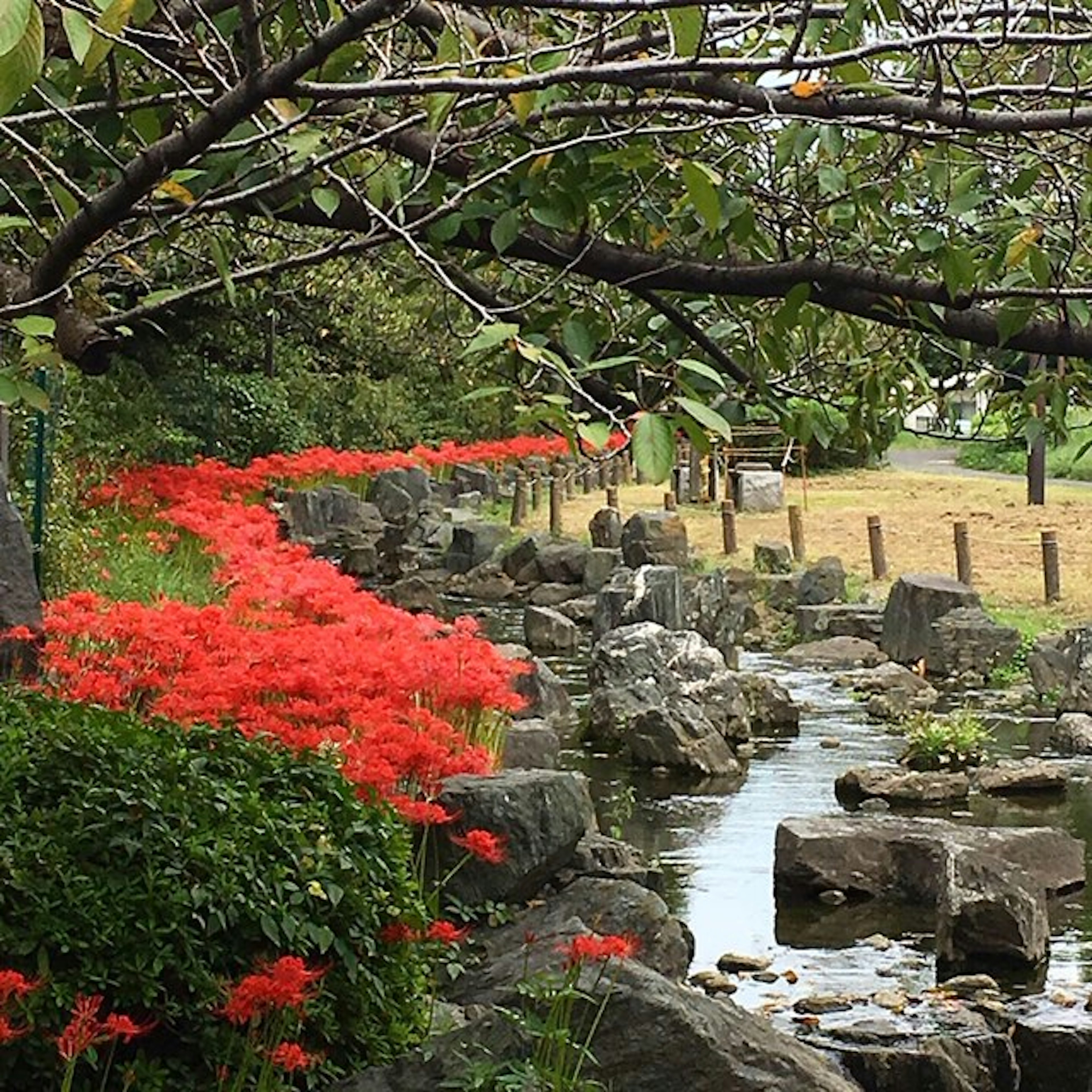 Vue pittoresque de fleurs rouges le long d'un ruisseau avec un chemin rocheux