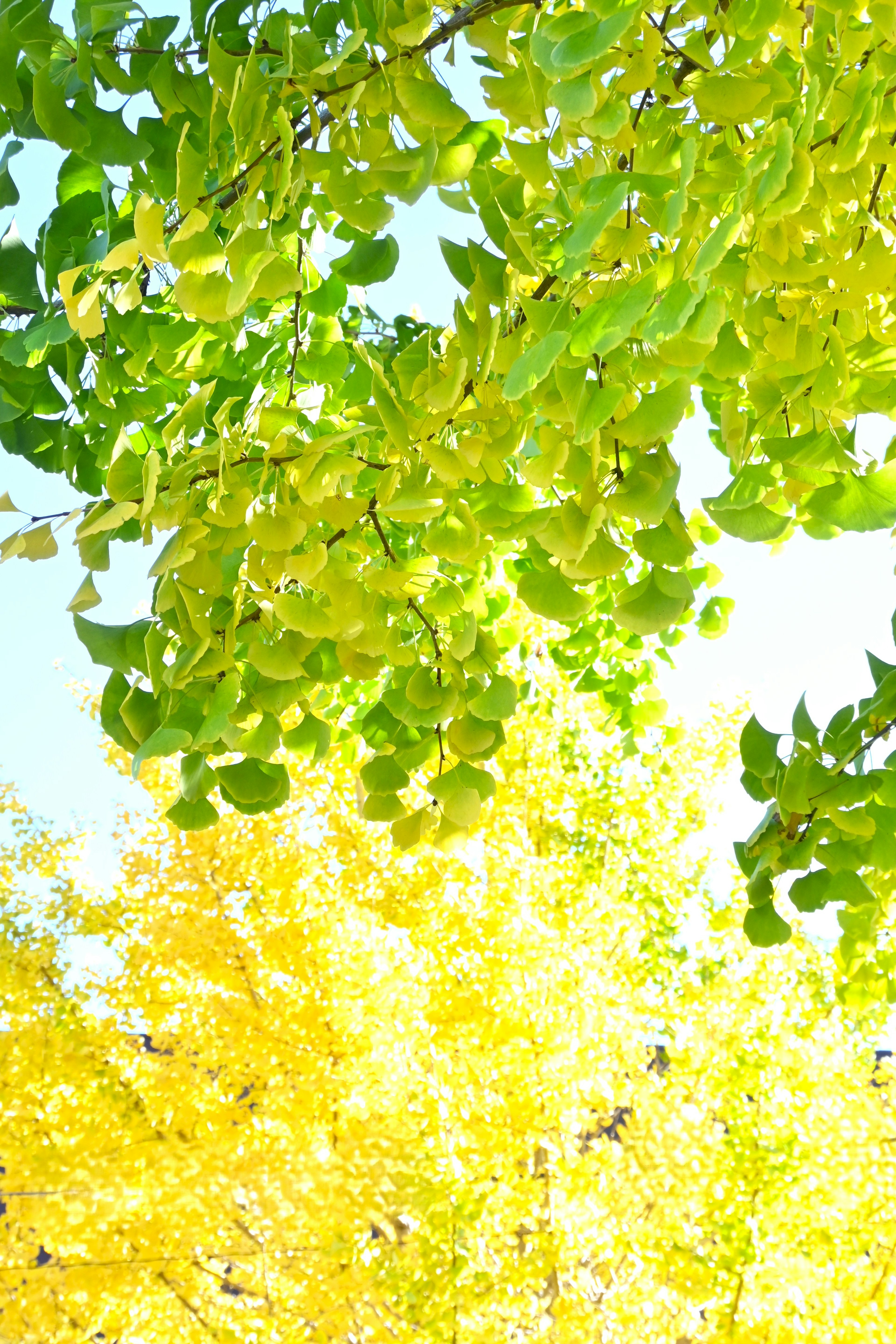 Vue du sommet d'un arbre avec des feuilles vertes et jaunes