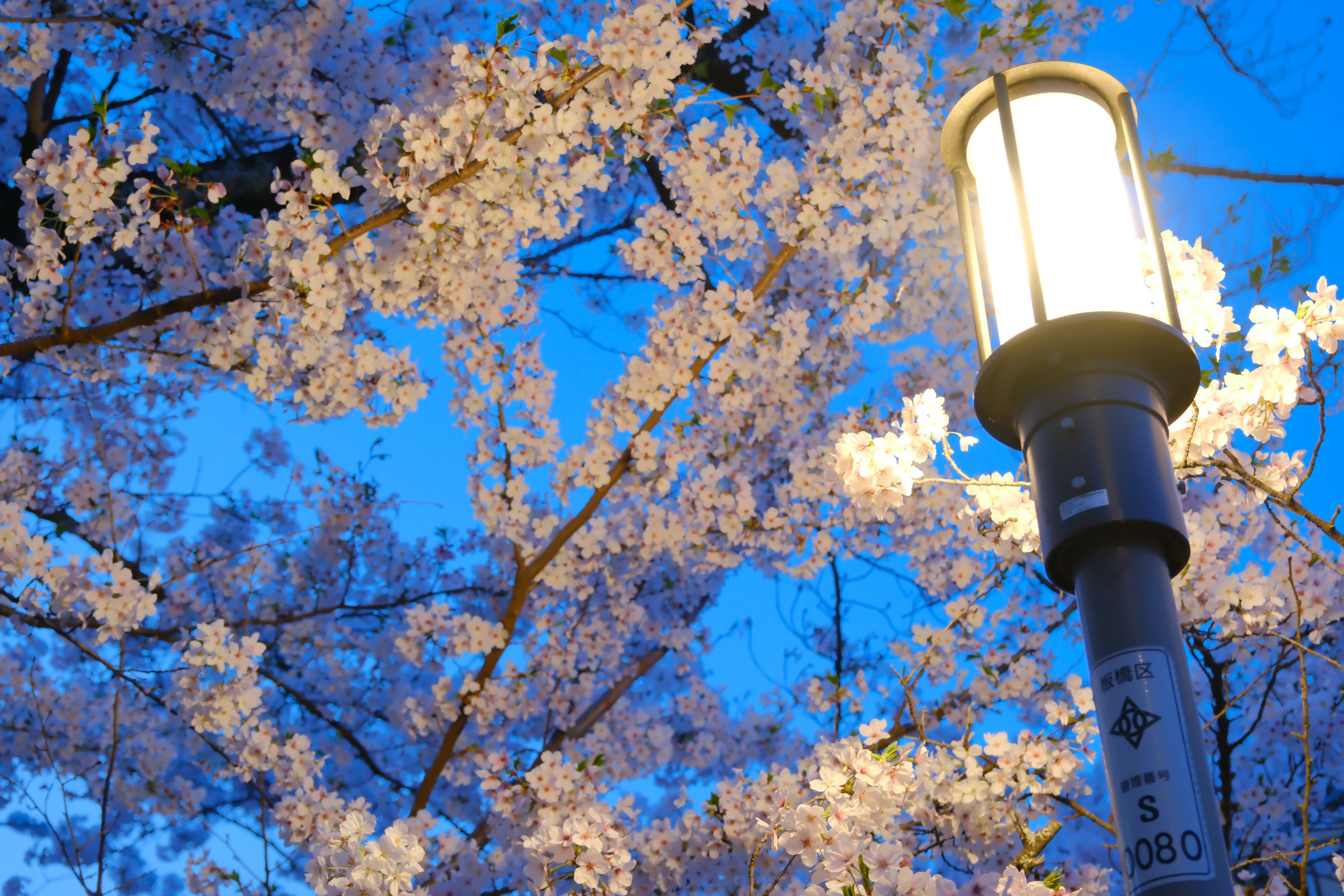 桜の花が咲いた青い空の下の街灯