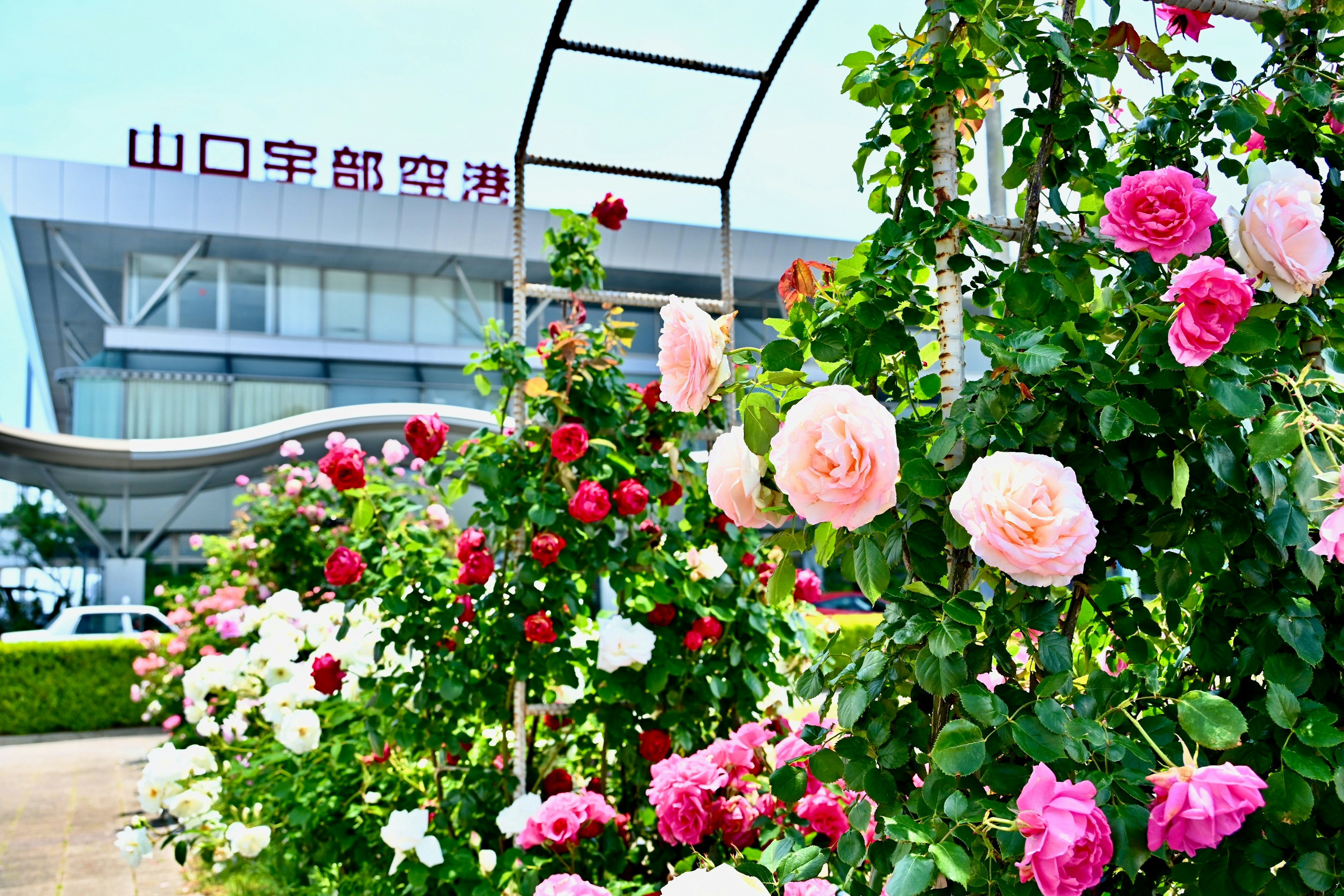 Rose colorate che fioriscono davanti all'aeroporto di Yamaguchi Ube