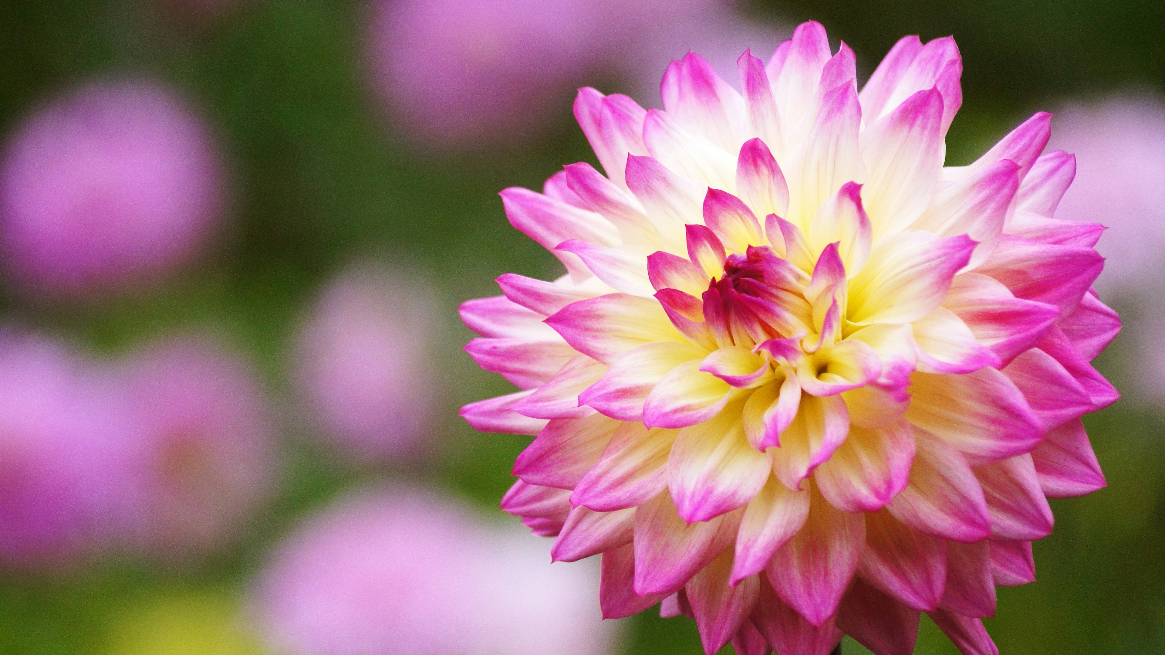 Vibrant pink and cream dahlia flower in bloom