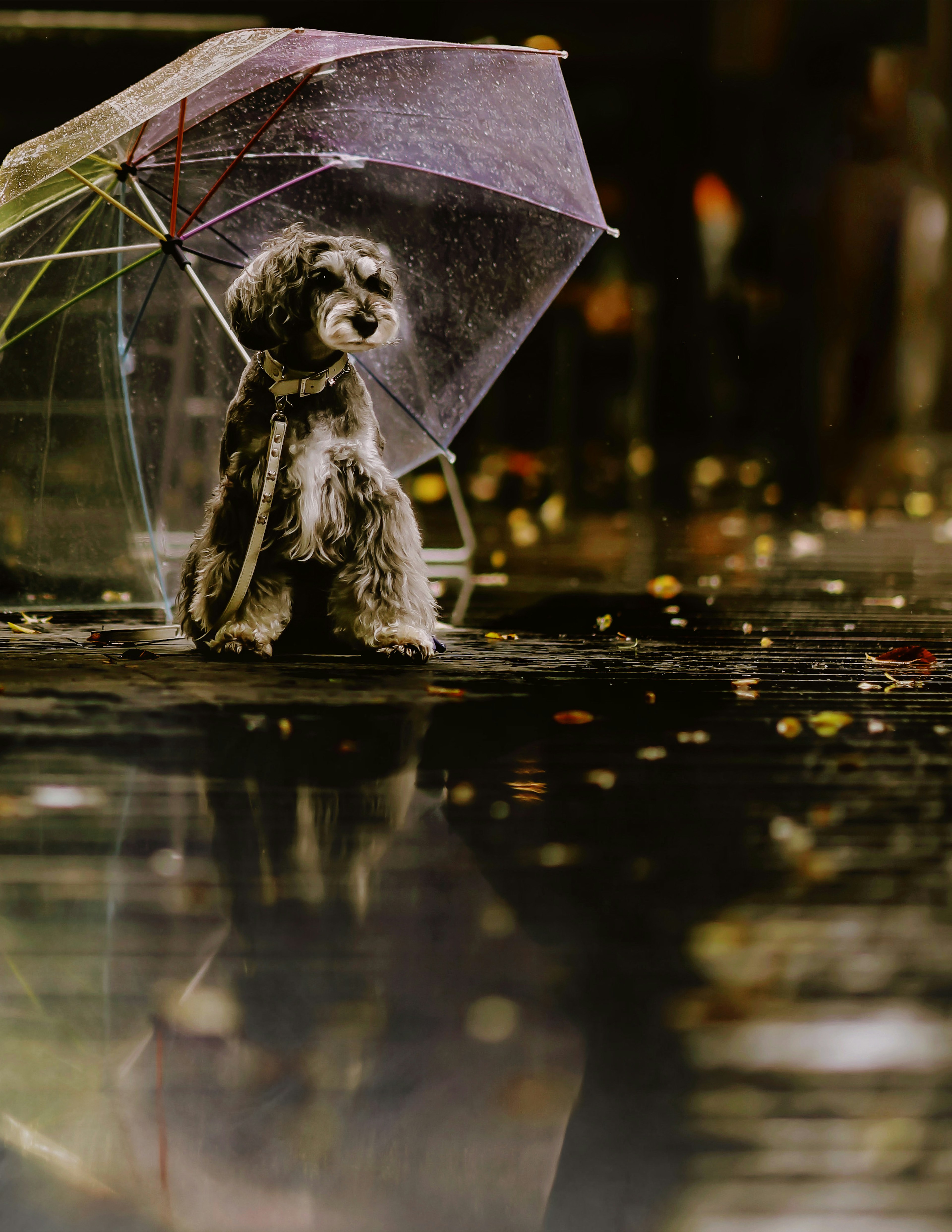 雨の中で傘の下に座っている犬の写真