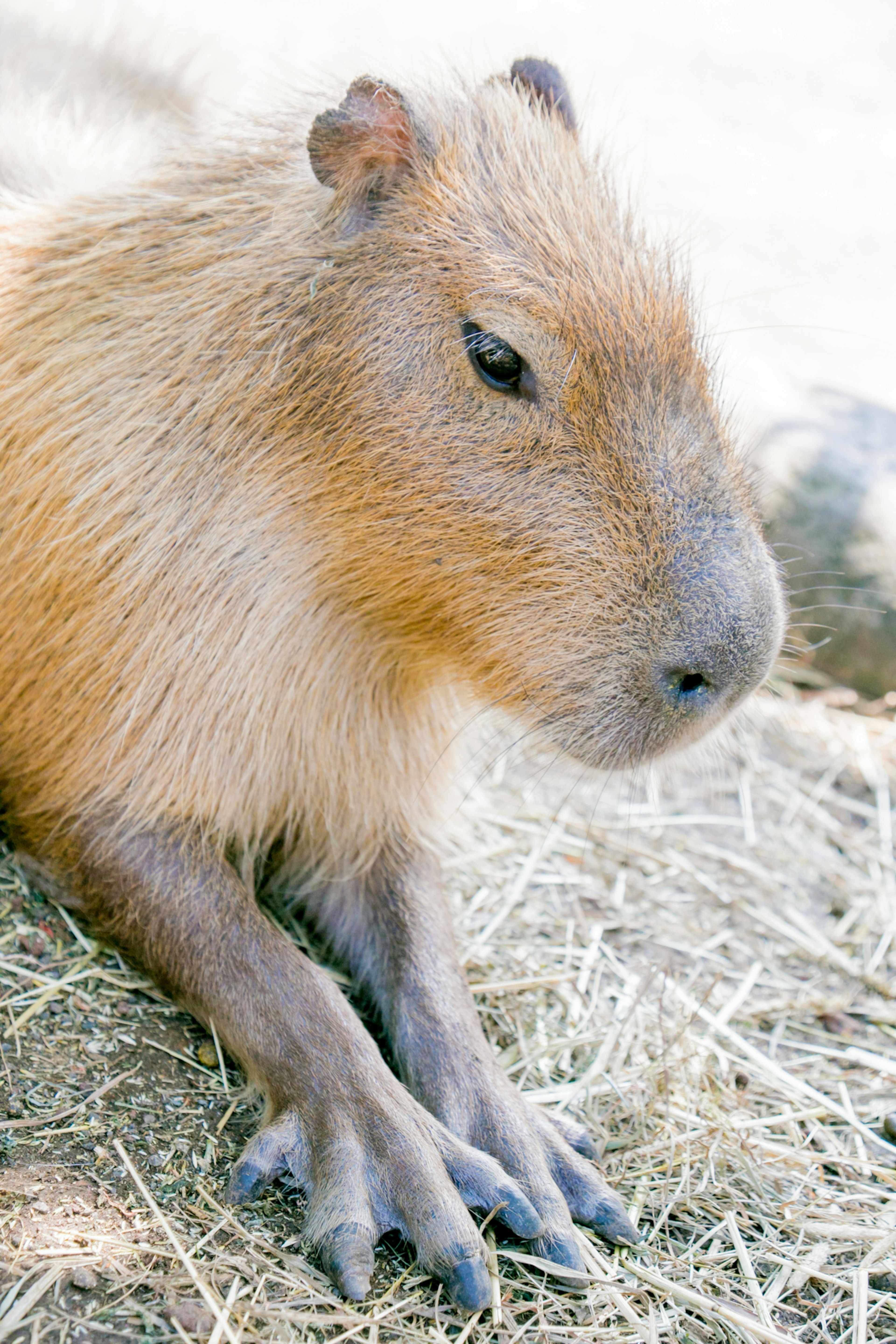 Capybara assis sur du foin