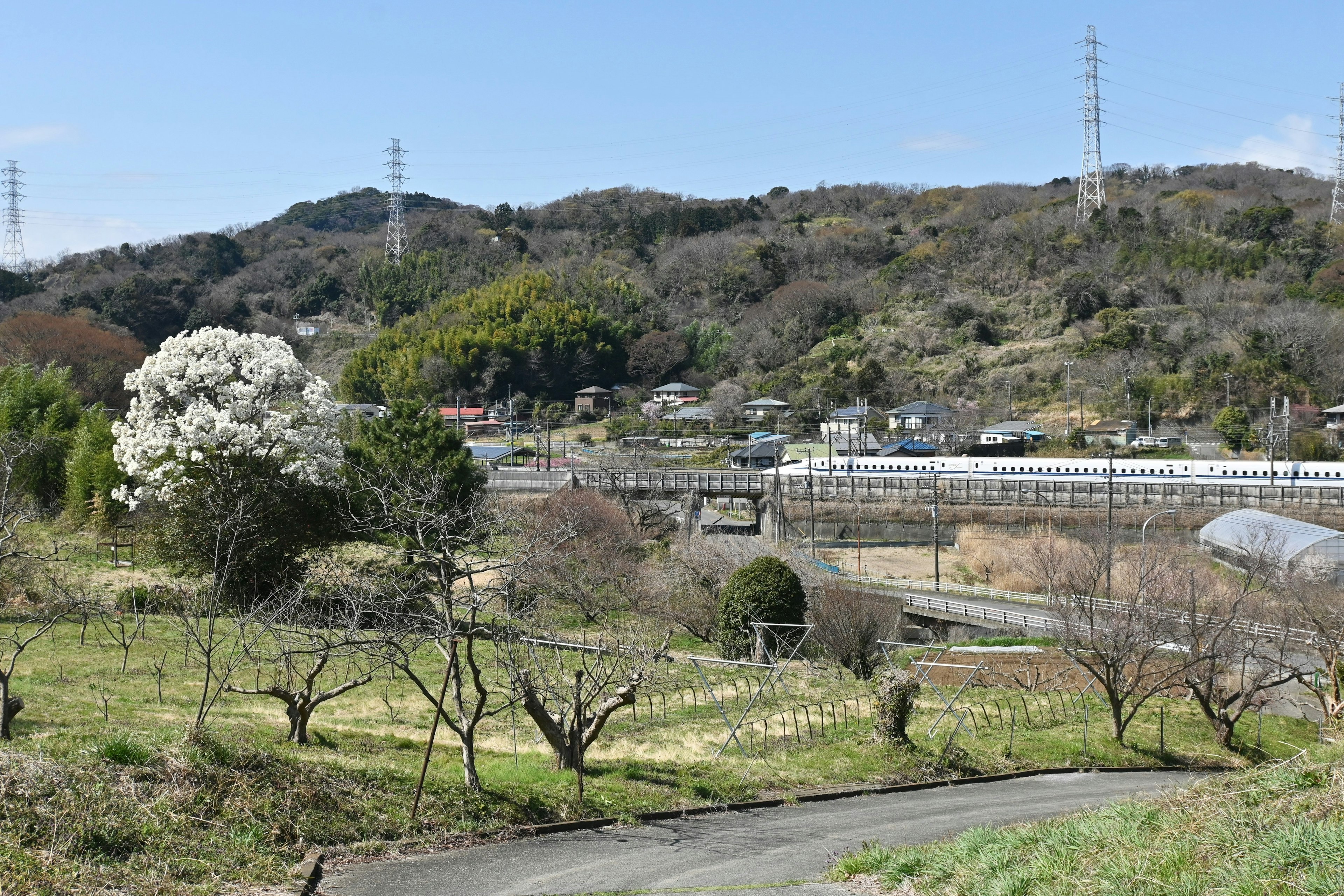 青空の下に広がる風景に咲く白い花の木と緑の草原