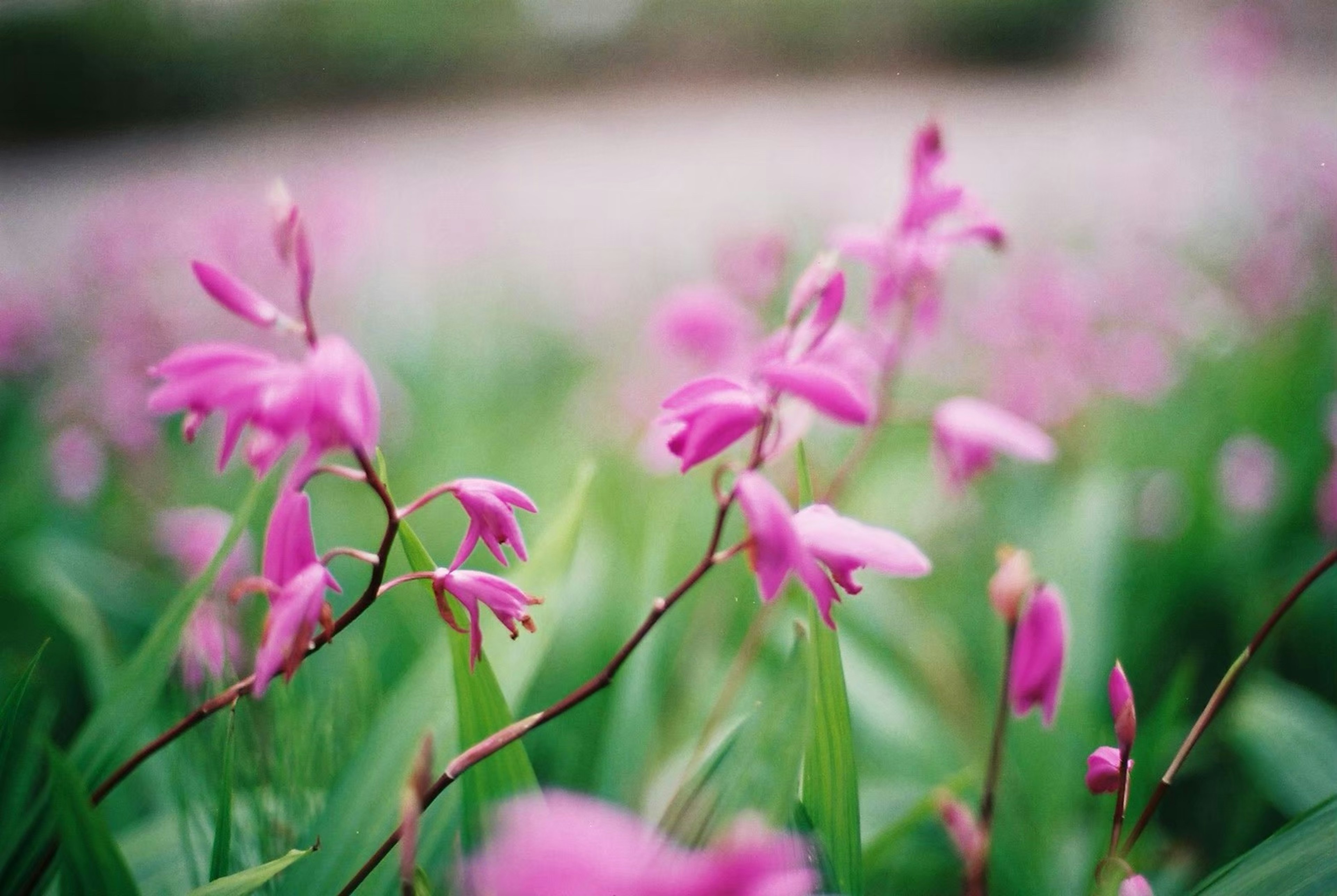 Nahaufnahme von lebhaften rosa Blumen in einem grasbewachsenen Feld