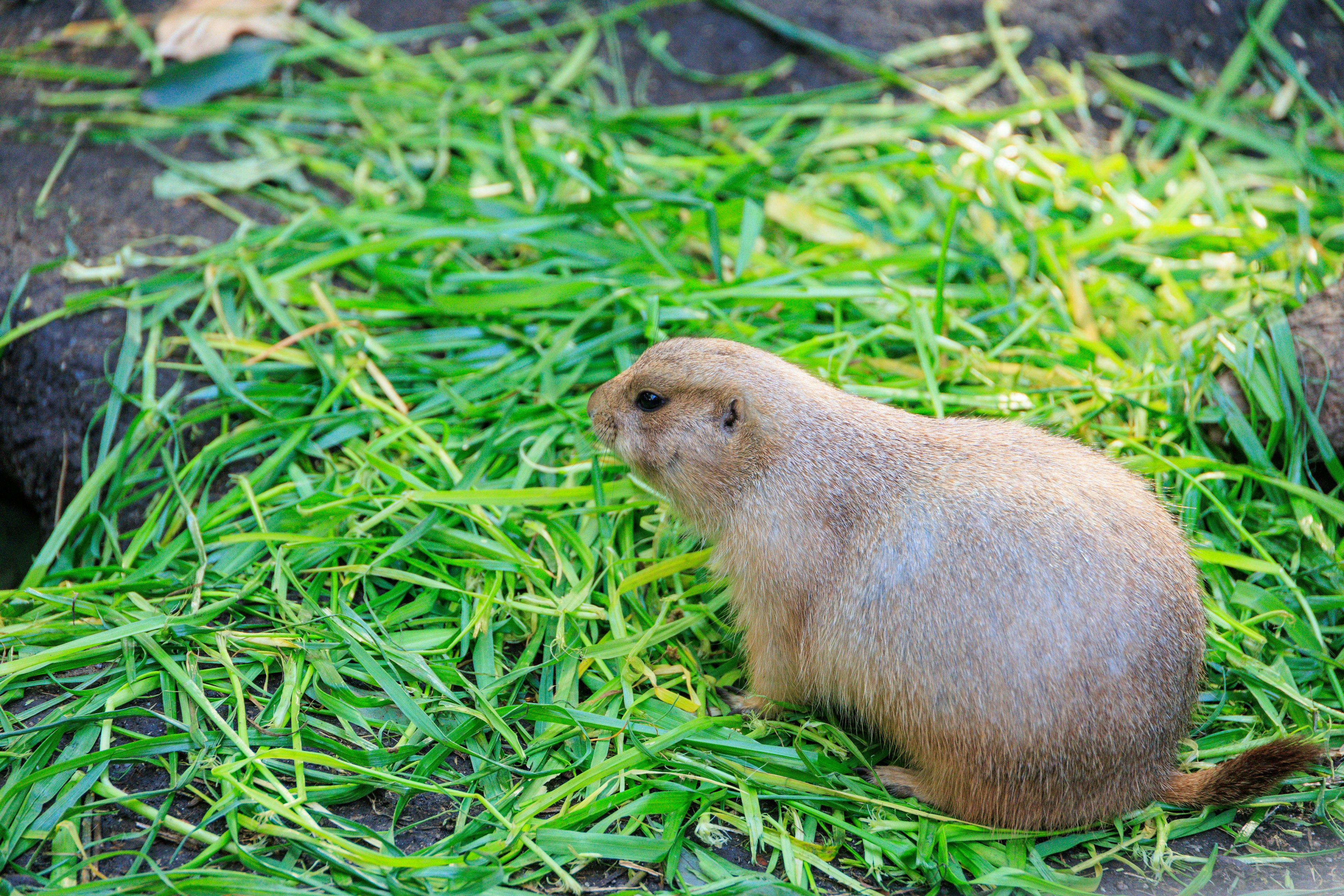 Un chien de prairie assis sur de l'herbe verte