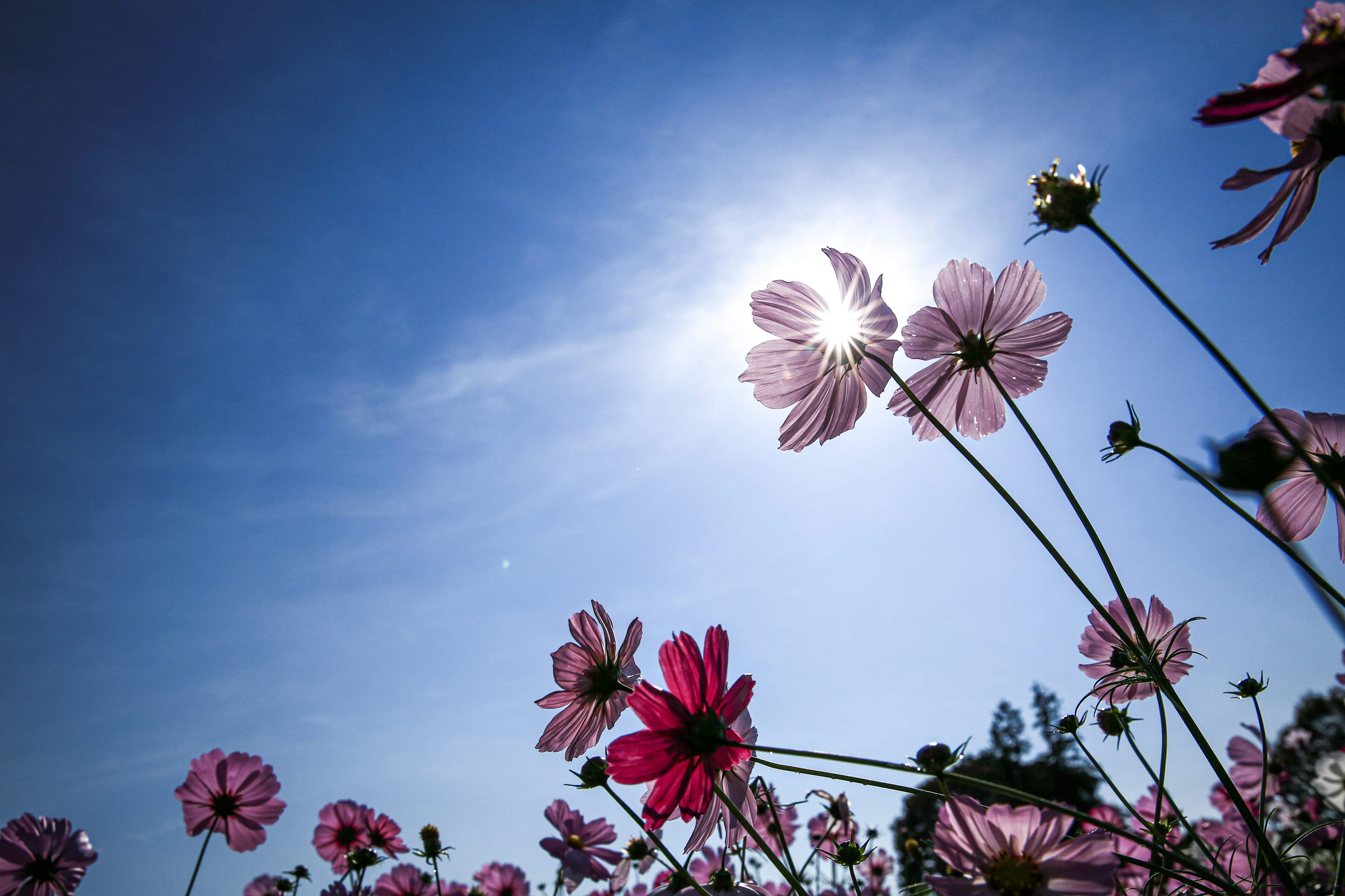 Fiori di cosmos che sbocciano sotto un cielo blu brillante con luce solare