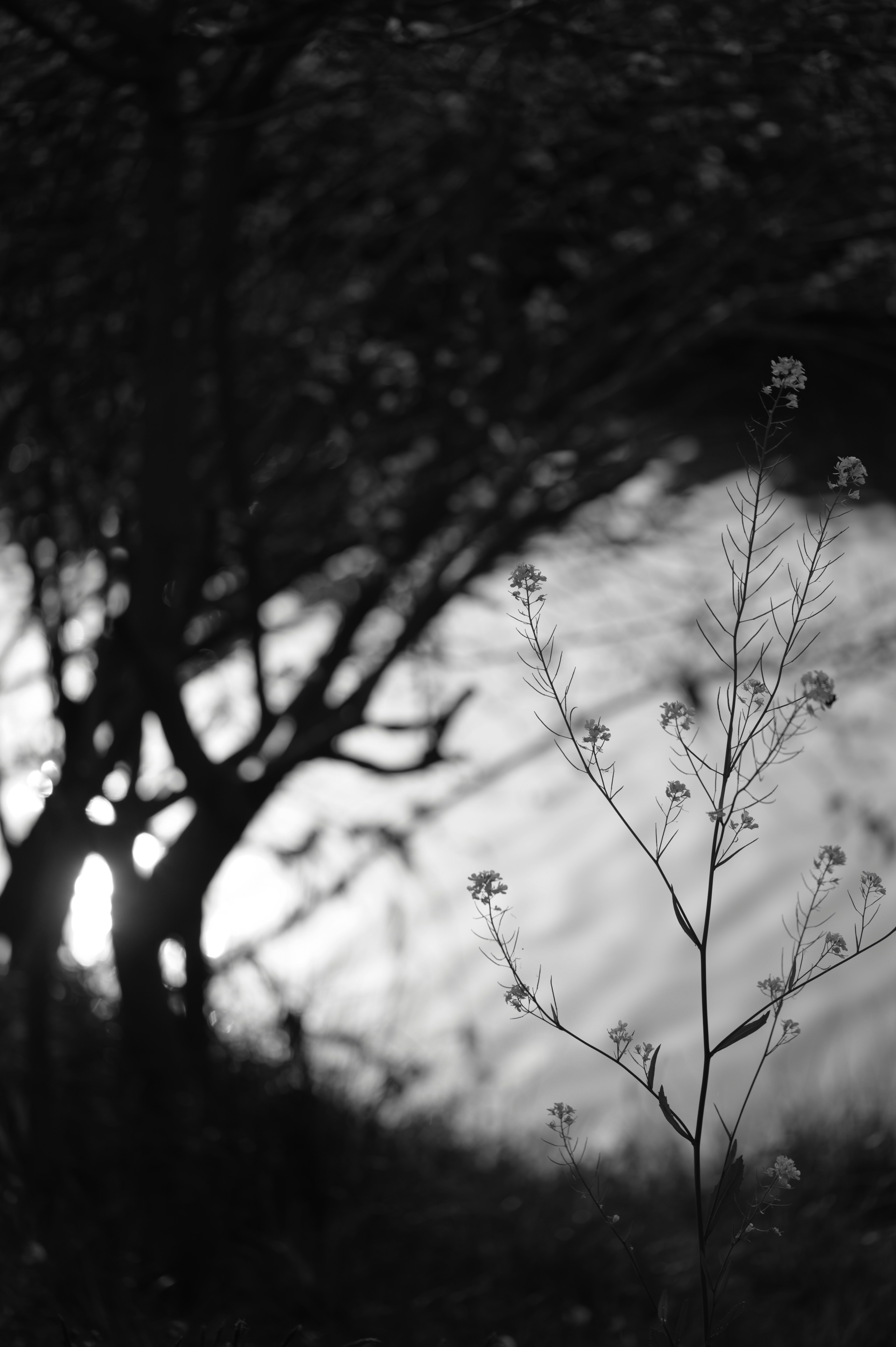 Pianta delicata in silhouette contro uno sfondo monocromatico con alberi e superficie d'acqua