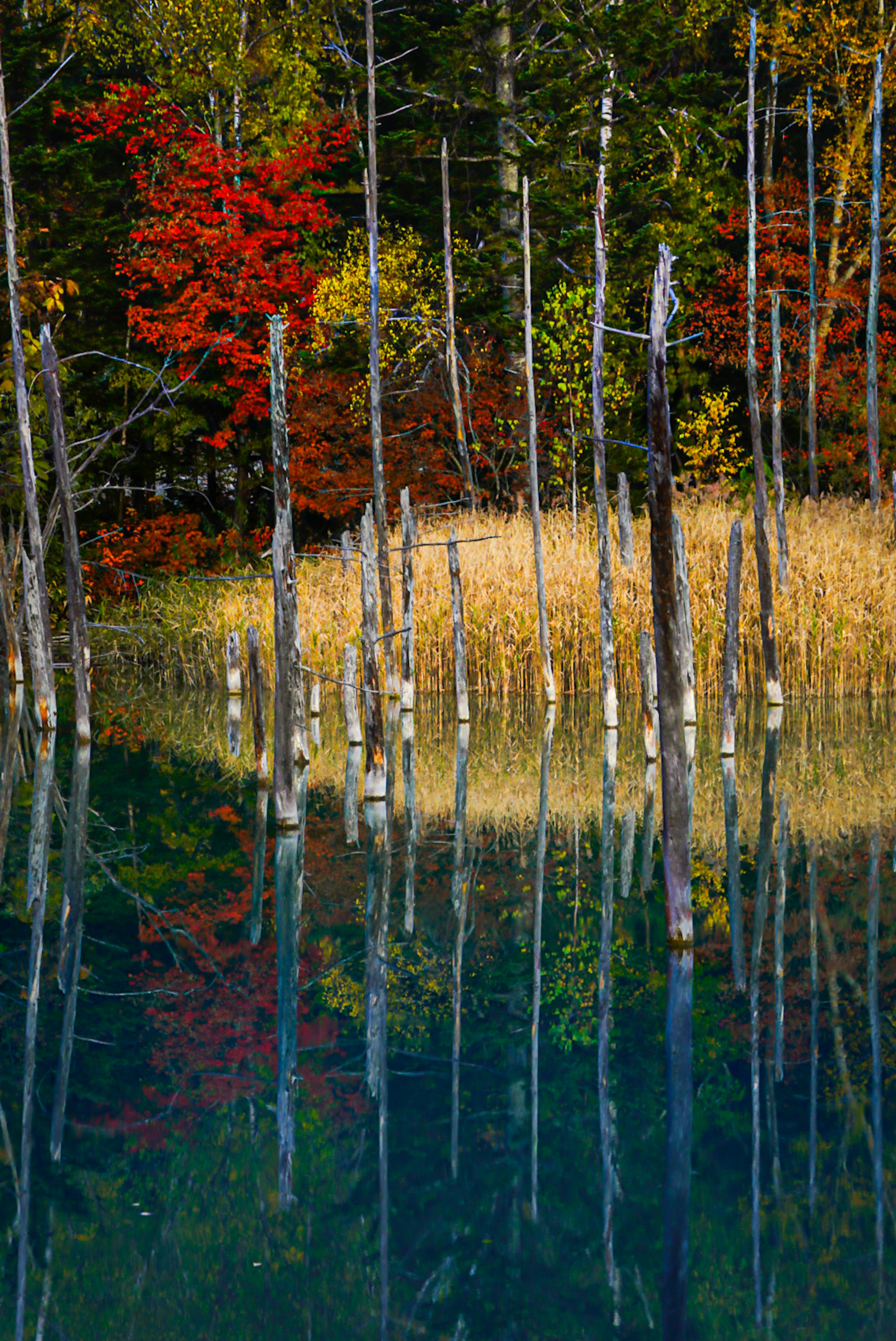 Hermoso paisaje con árboles de colores otoñales reflejándose en el agua