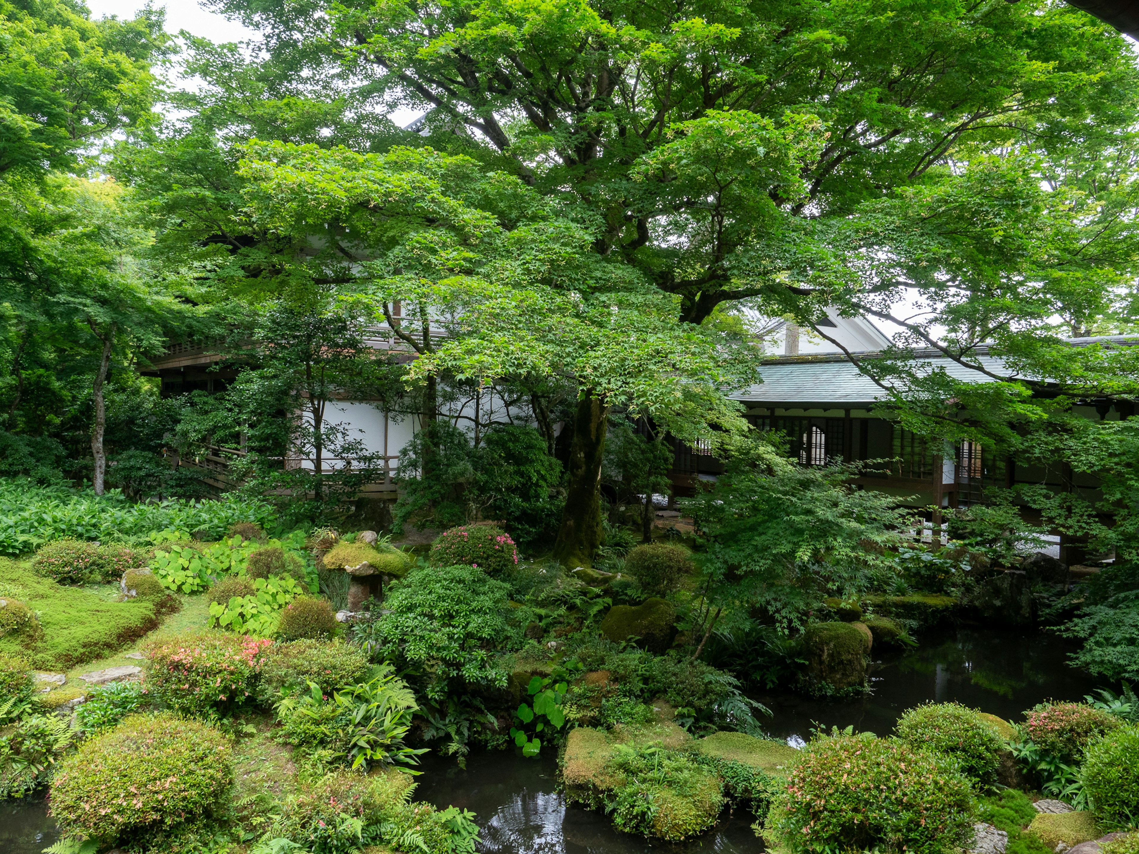 Paisaje de jardín exuberante con un gran árbol y una casa tradicional rodeada de vegetación