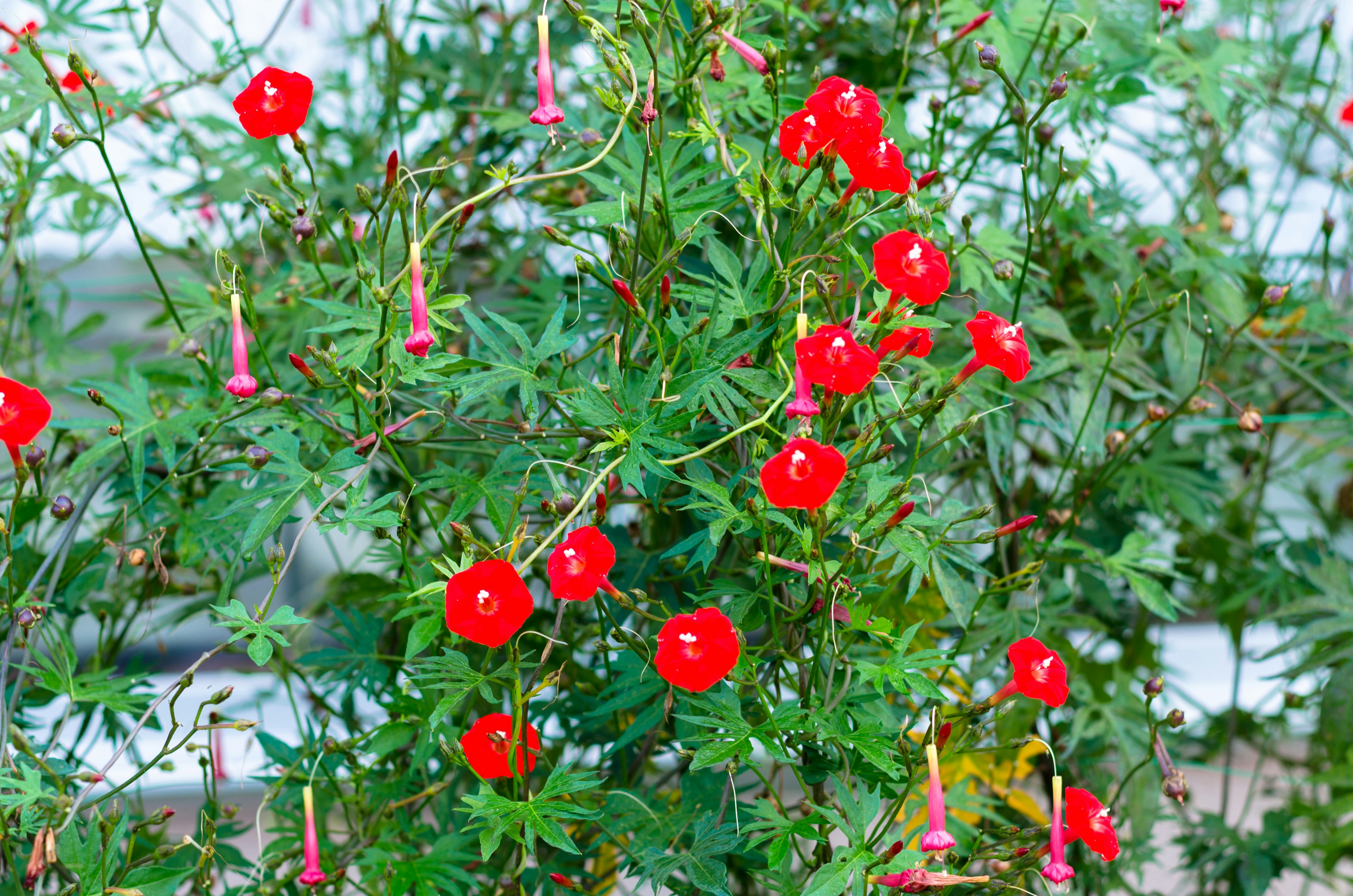 Gros plan d'une plante avec des fleurs rouges et des feuilles vertes