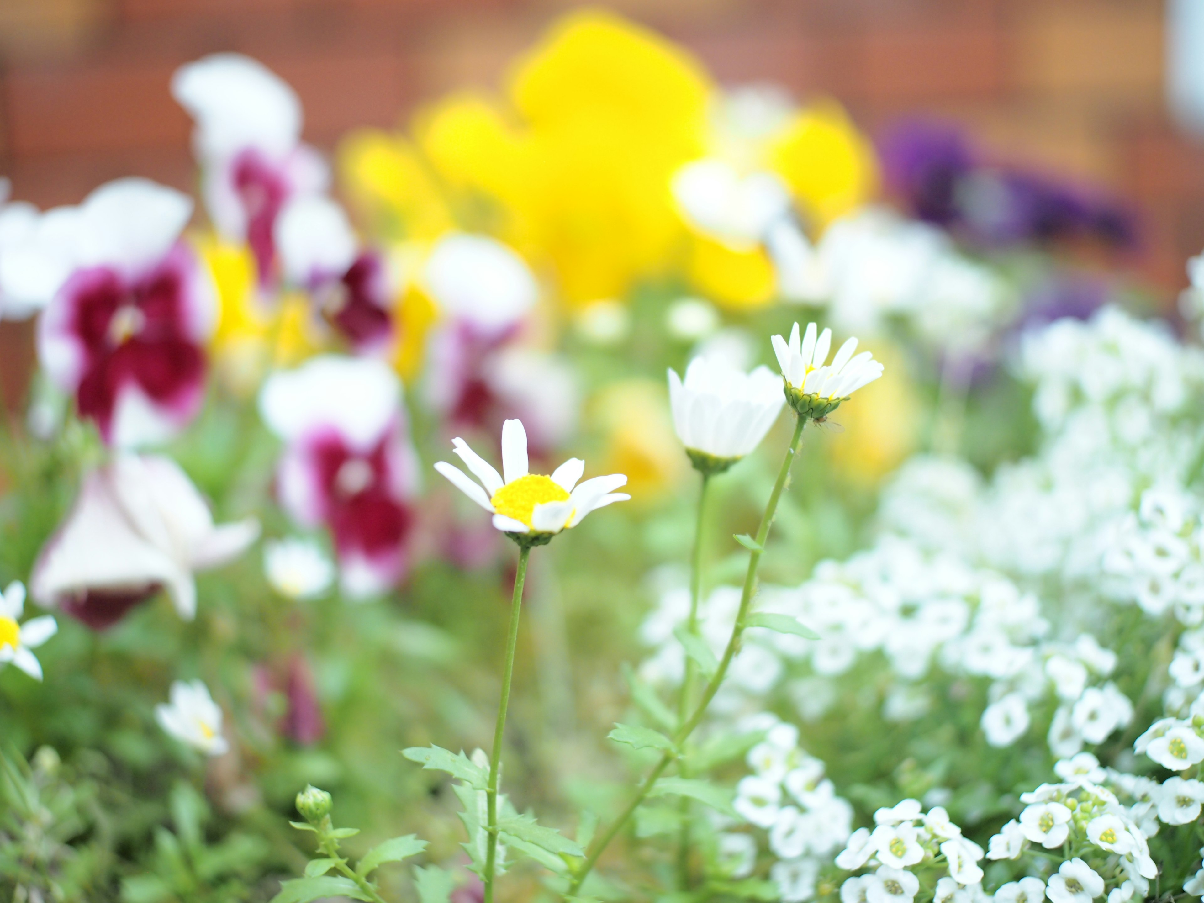 A vibrant flower garden with a mix of yellow, purple, and white blooms