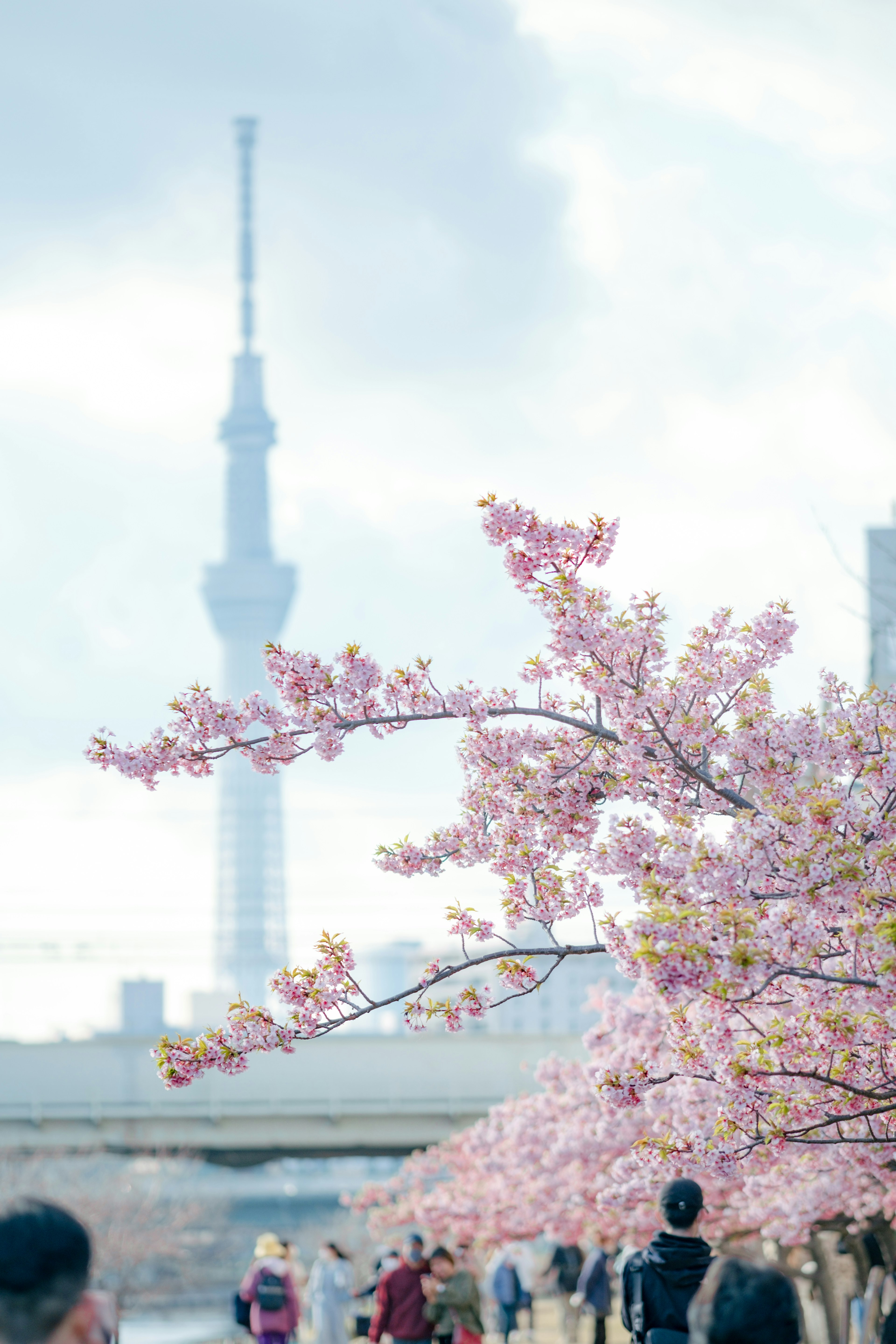 Cherry blossoms with Tokyo Skytree in the background