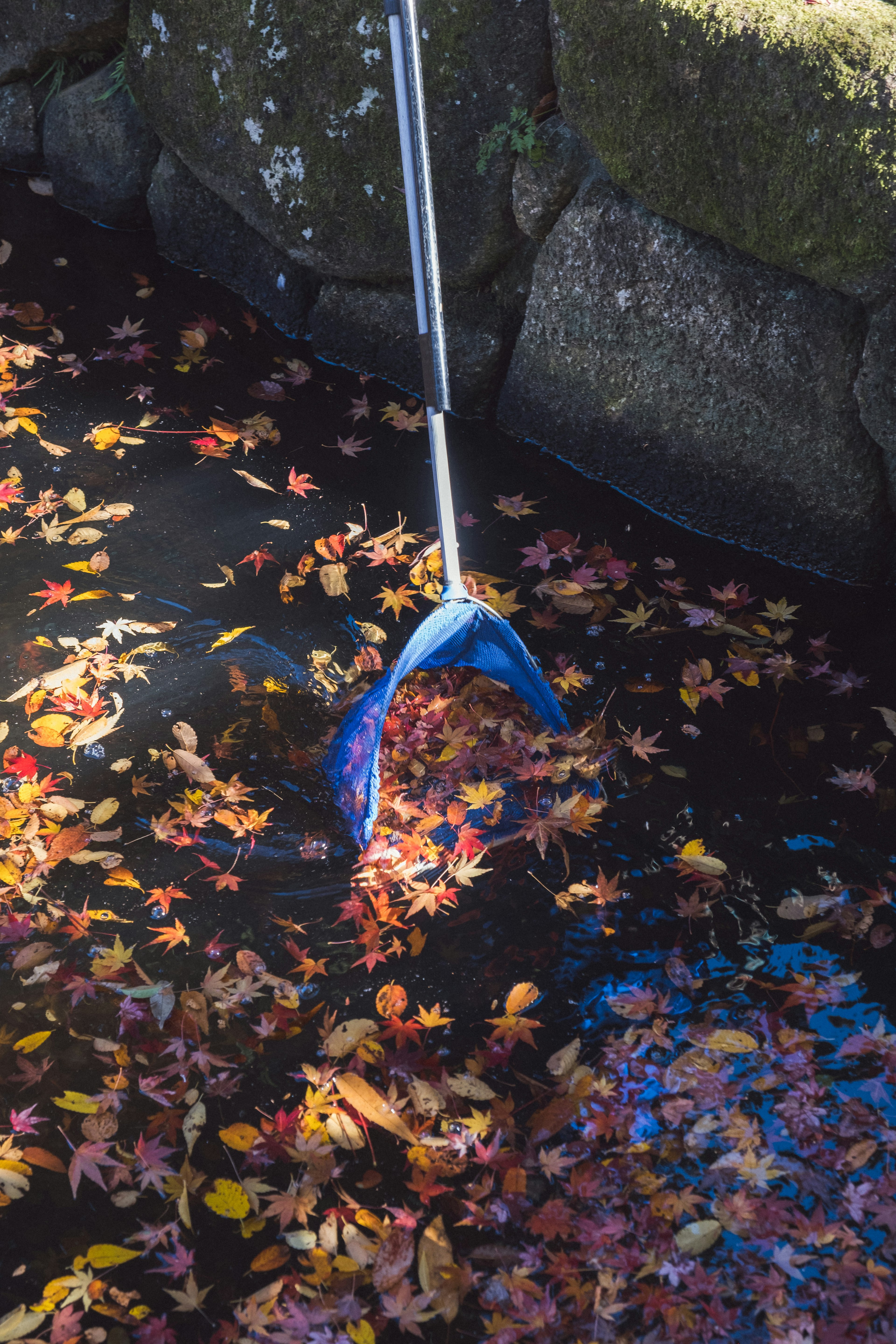 Rastrello blu che rimuove foglie autunnali dalla superficie dell'acqua