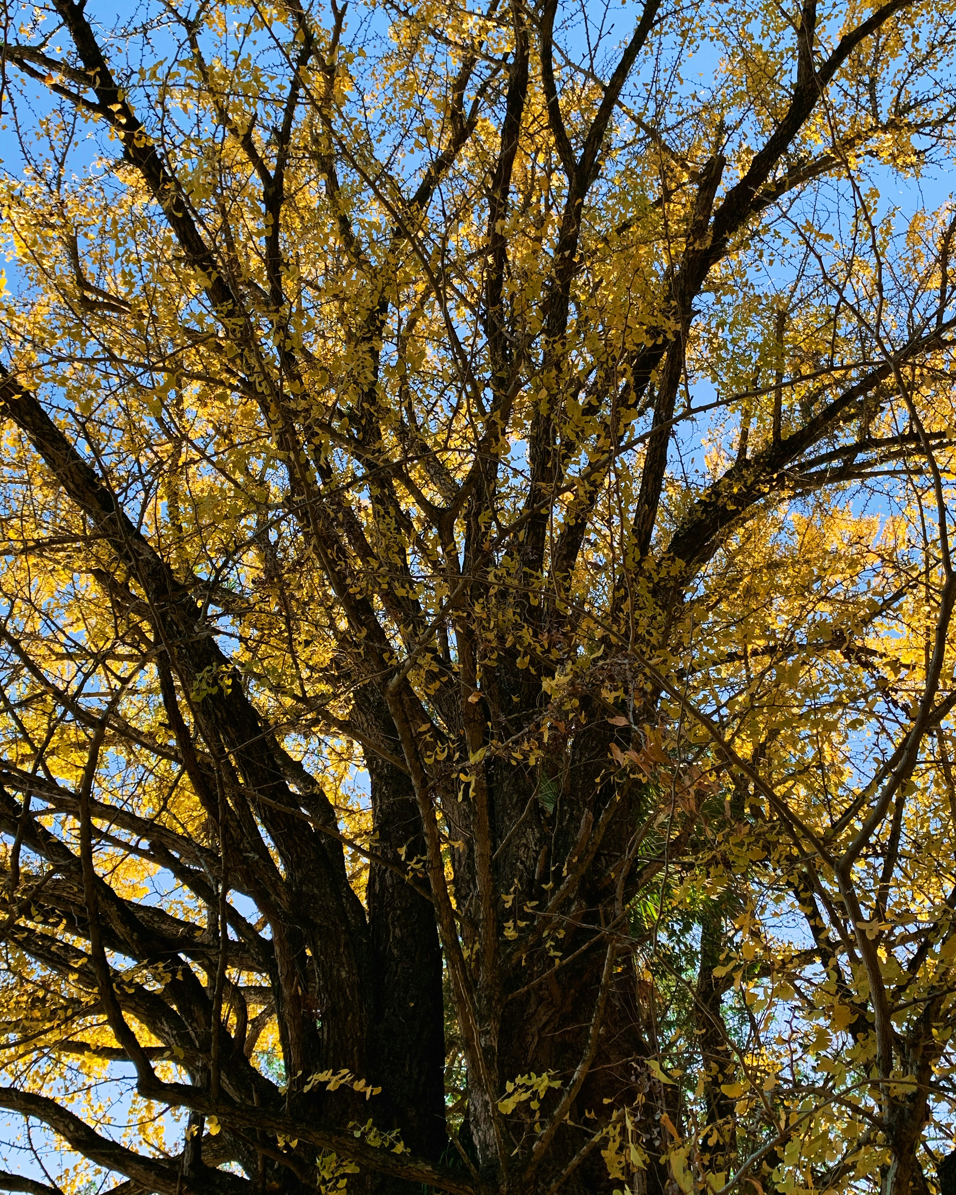 Vista detallada de un tronco de árbol con hojas amarillas bajo el cielo azul