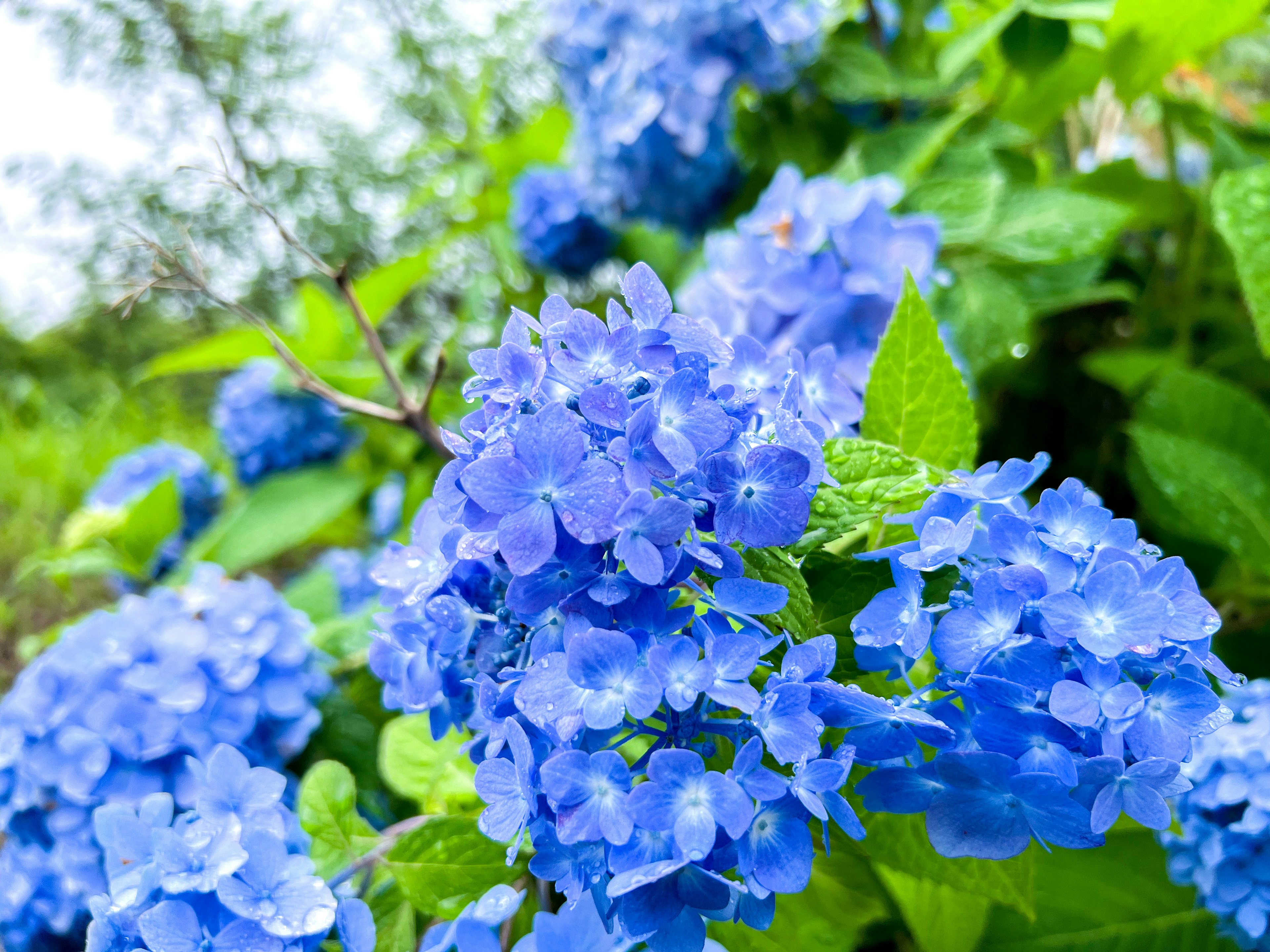 Lebendige blaue Blumen mit Regentropfen und üppigem grünem Laub