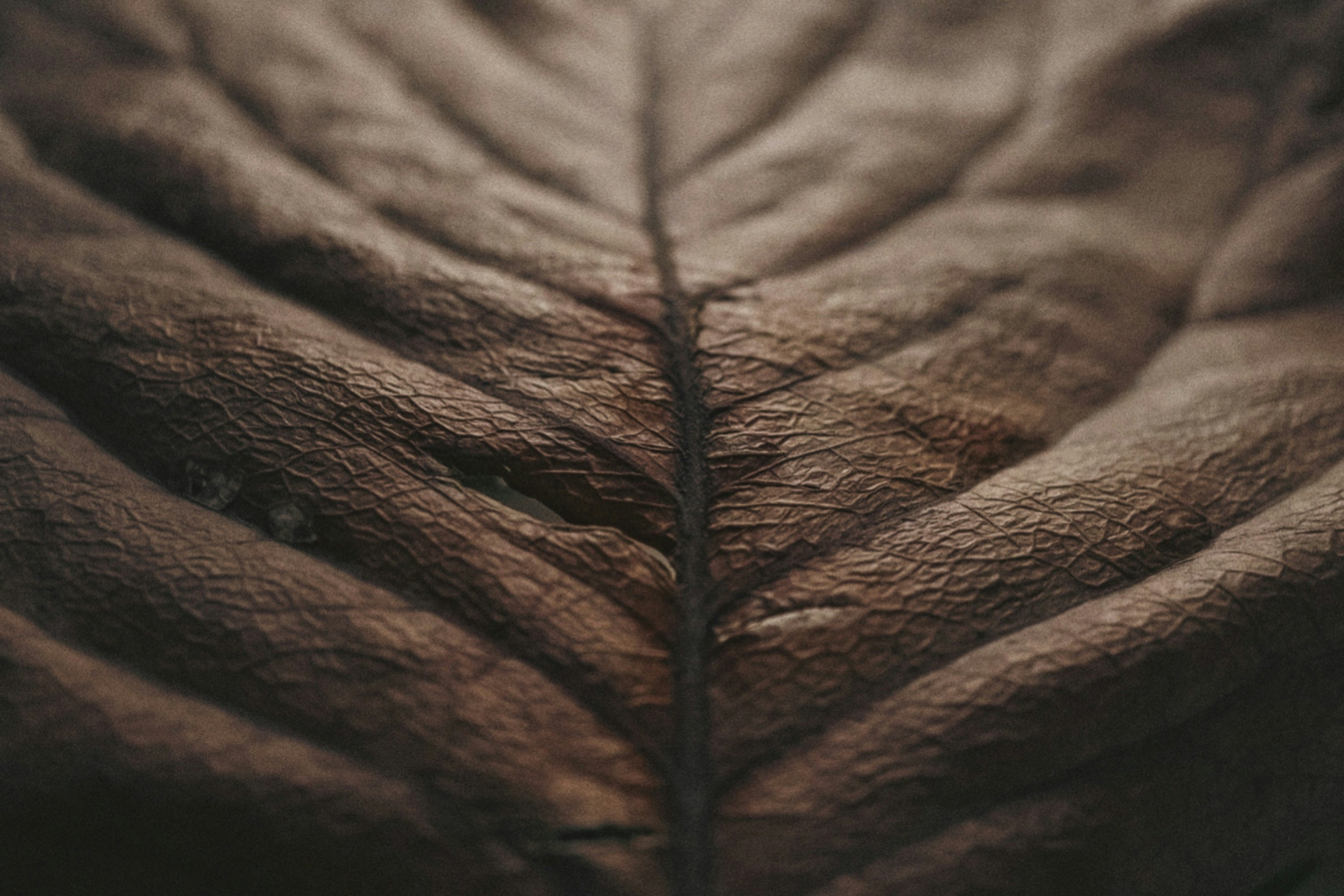 Close-up of a brown leaf showing fine texture and veins