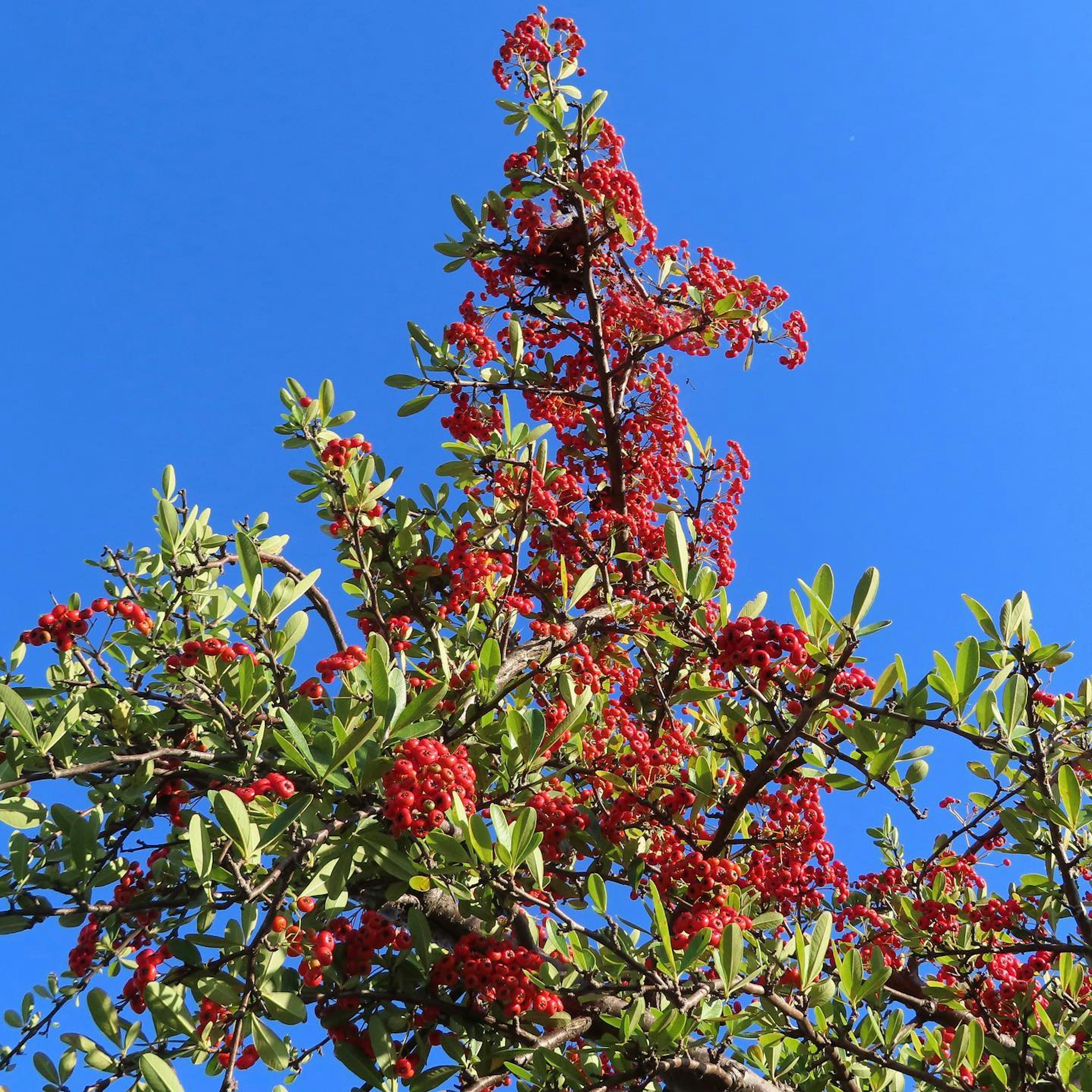 Cabang pohon dengan buah merah di bawah langit biru yang cerah