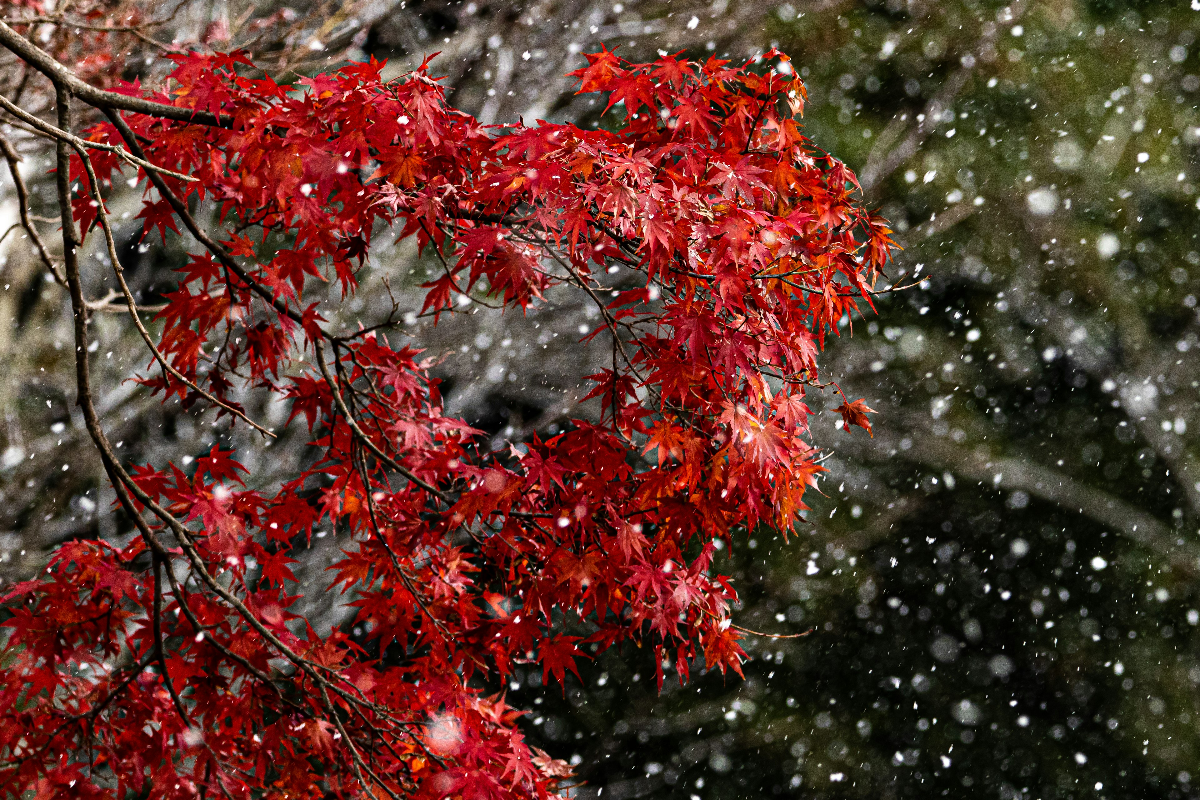 雪の中の赤い楓の葉と背景の緑