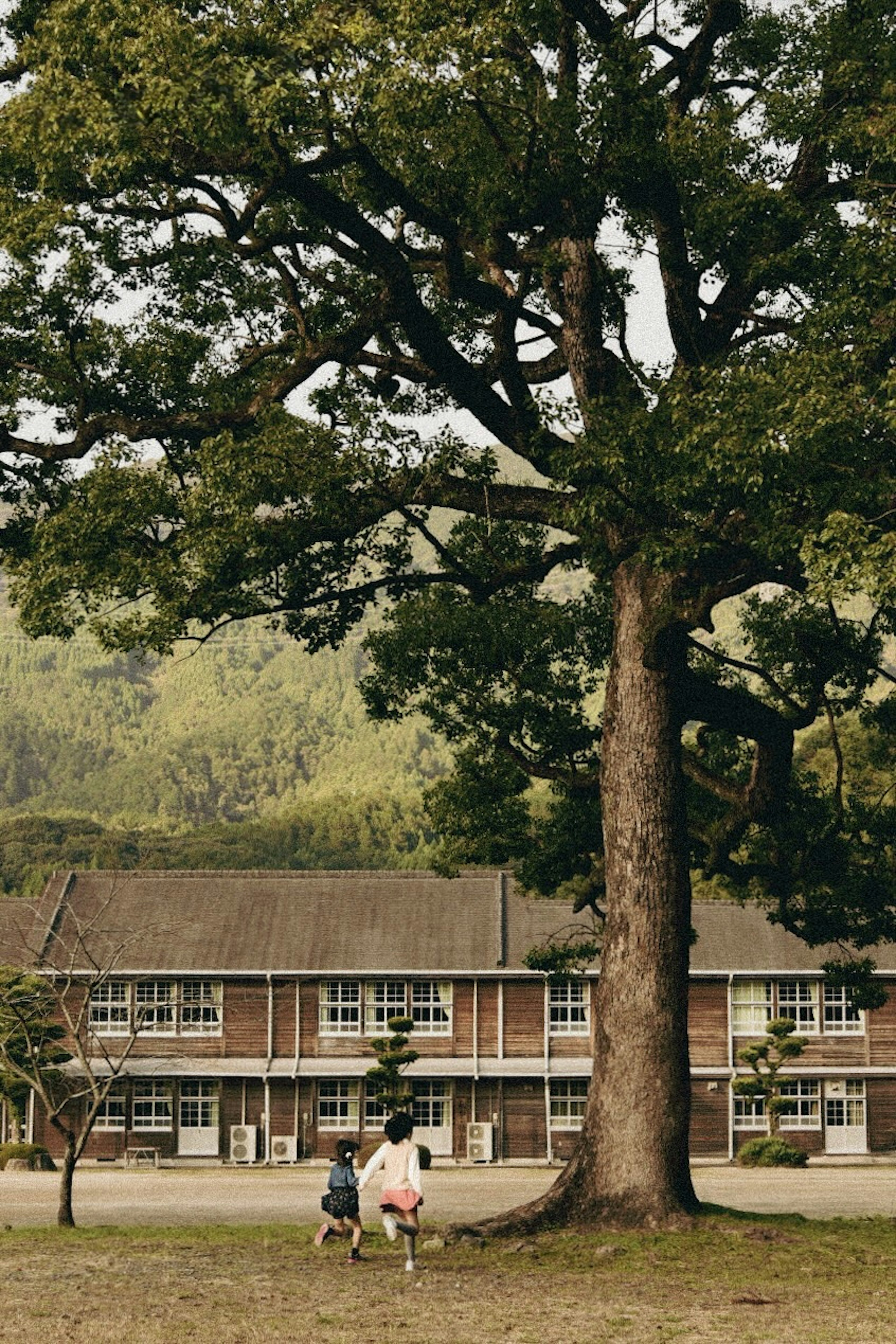 子供たちが大きな木の下を歩いている学校の風景