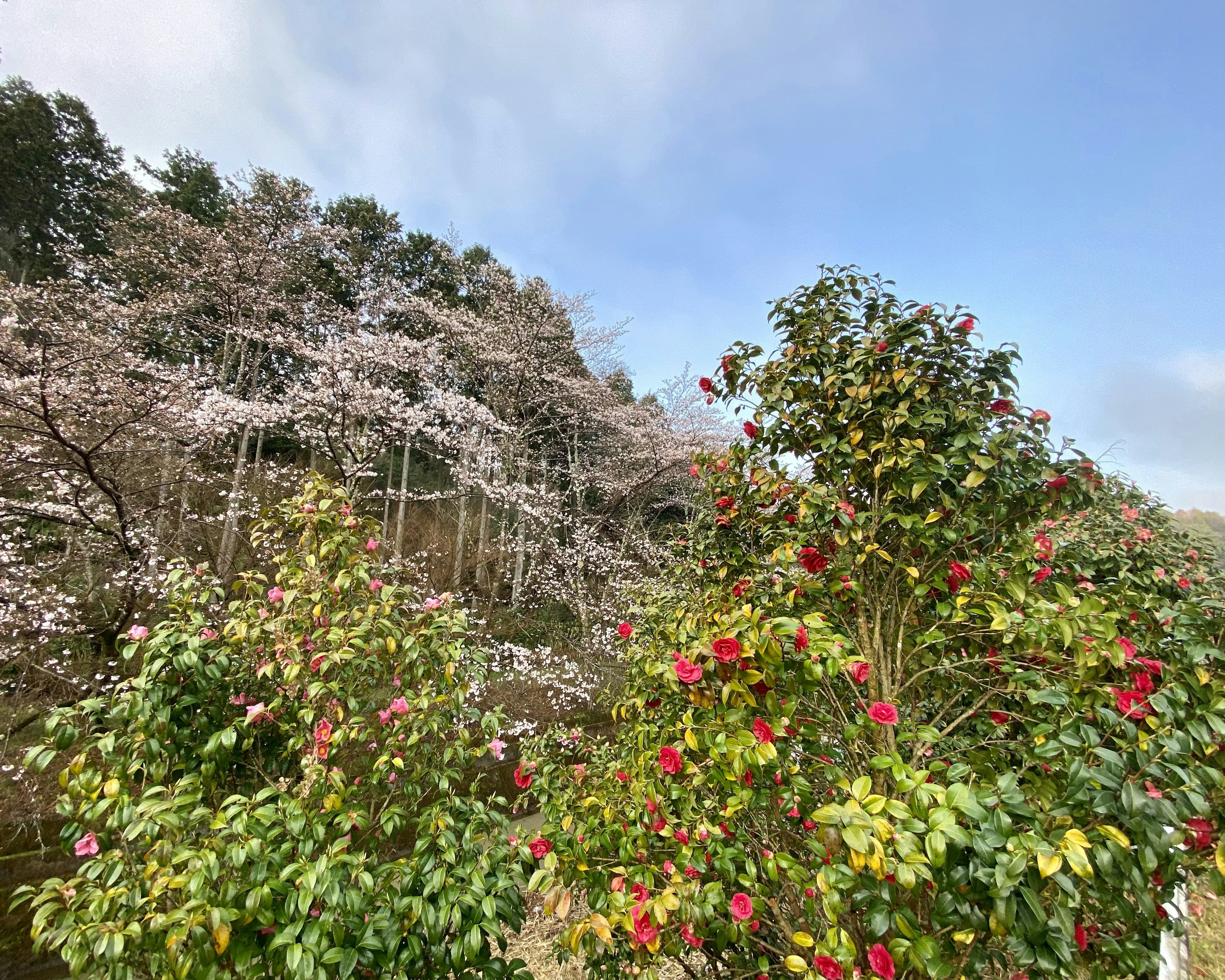 Paisaje con cerezos en flor y plantas verdes coloridas