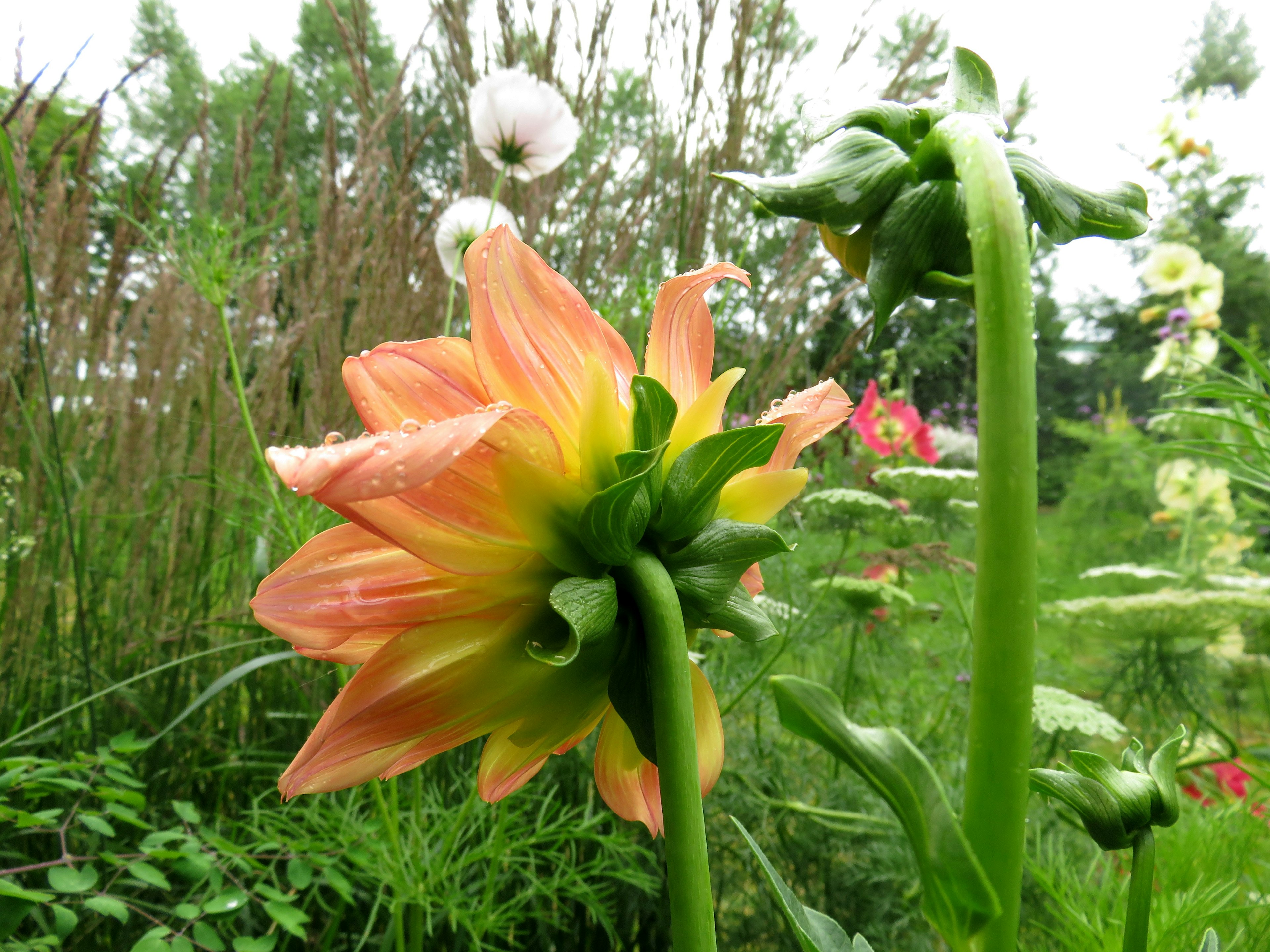 オレンジと緑の花が咲いている植物の側面の写真背景には緑の草と他の花