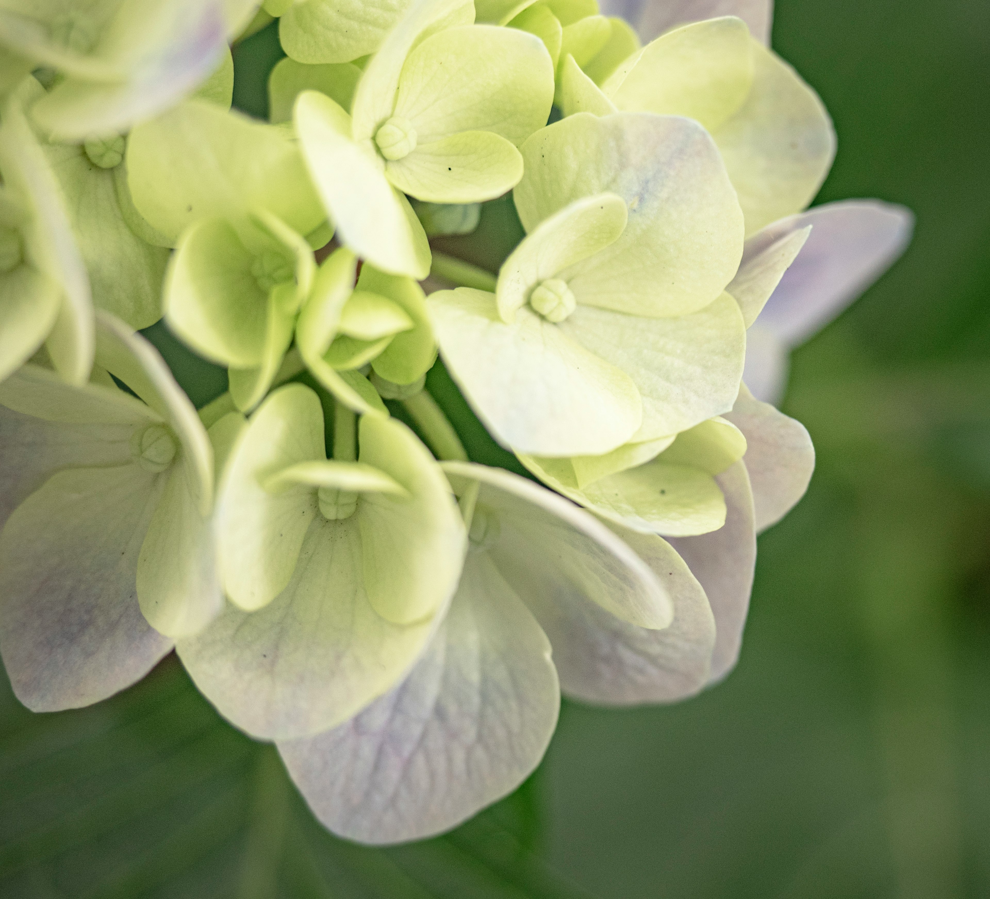 淡い緑色の花びらを持つアジサイの花のクローズアップ