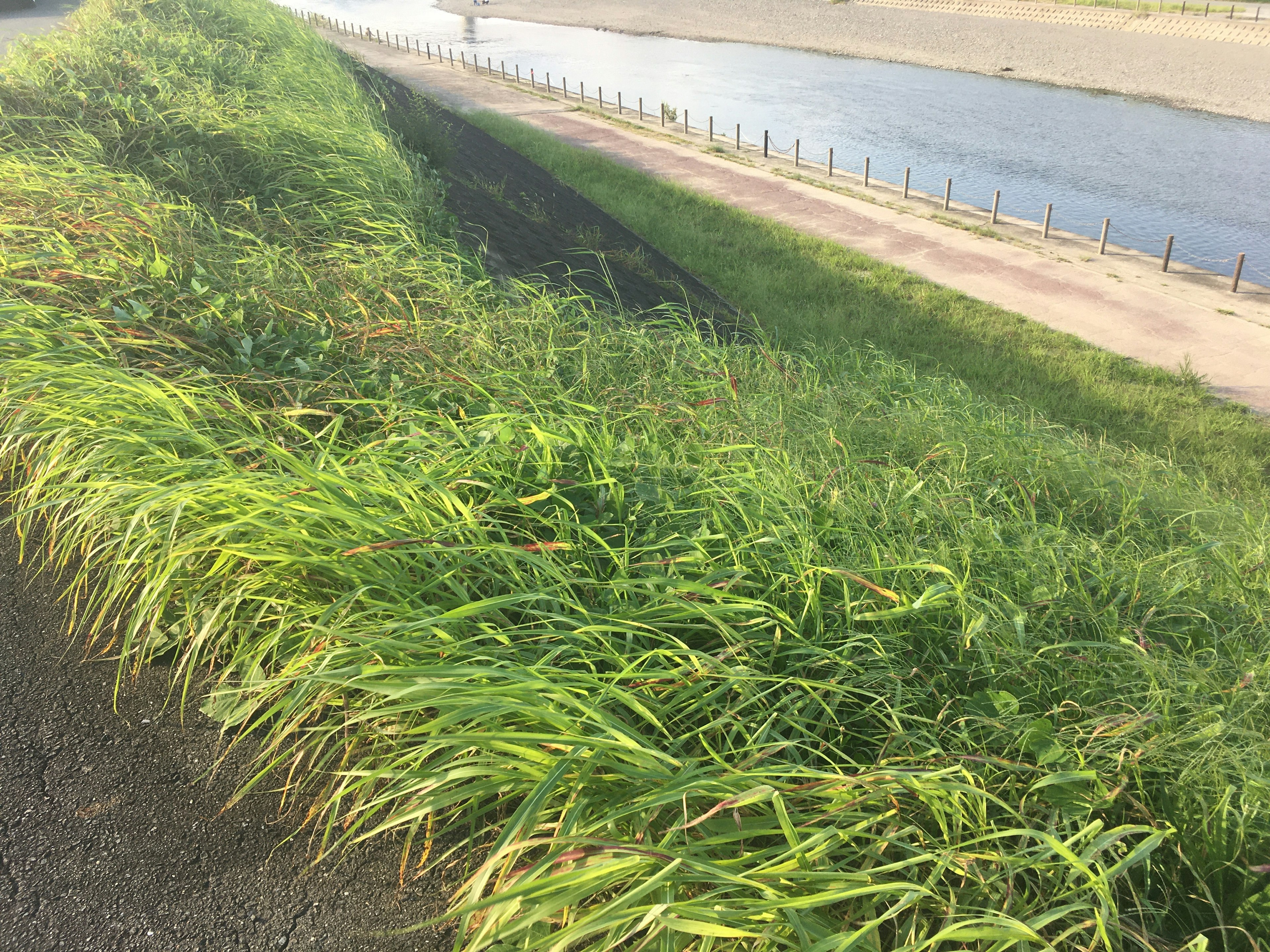 Herbe verte luxuriante le long d'une berge avec un cours d'eau calme