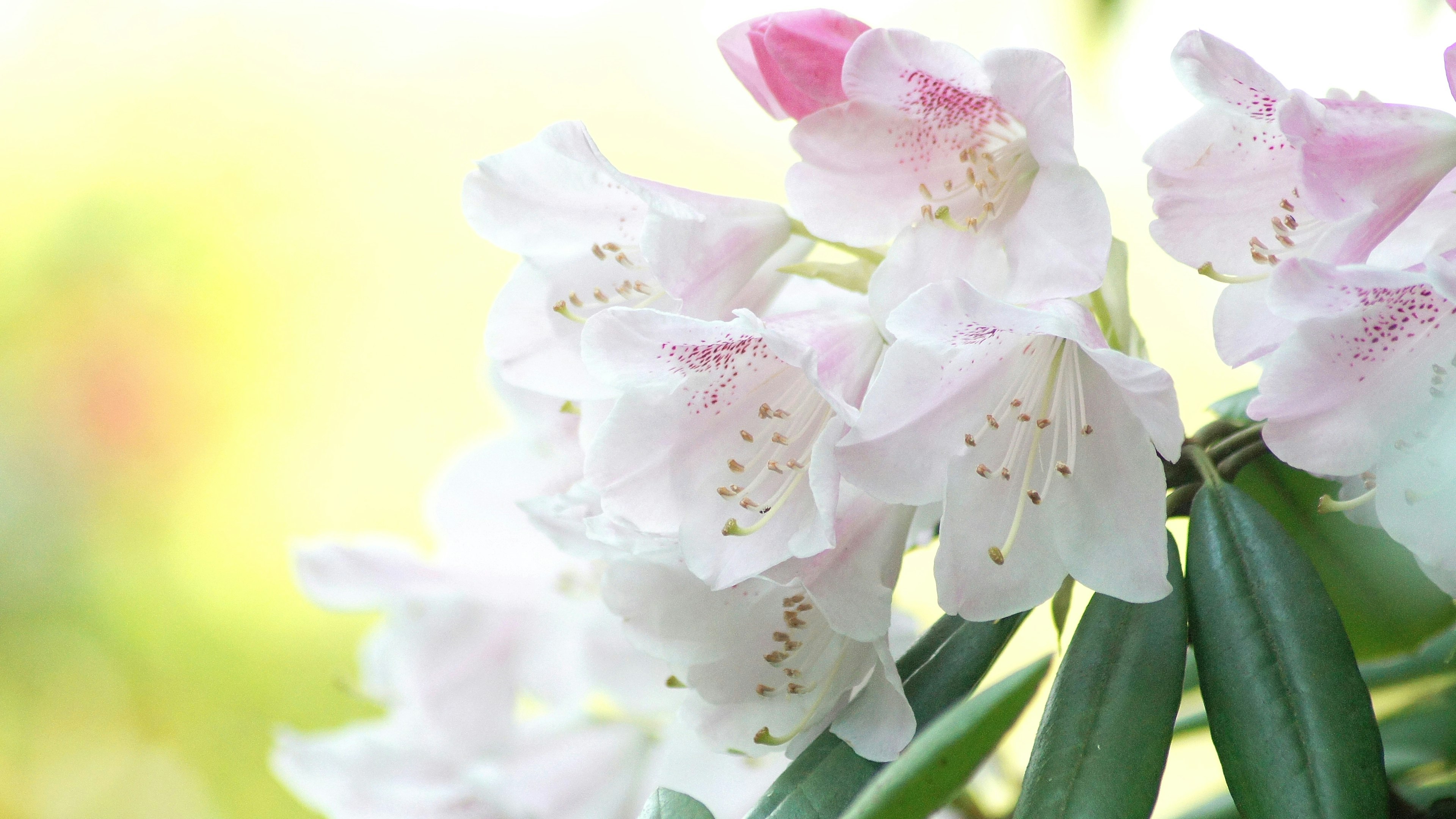 Acercamiento de una planta con flores blancas y capullos rosa pálido