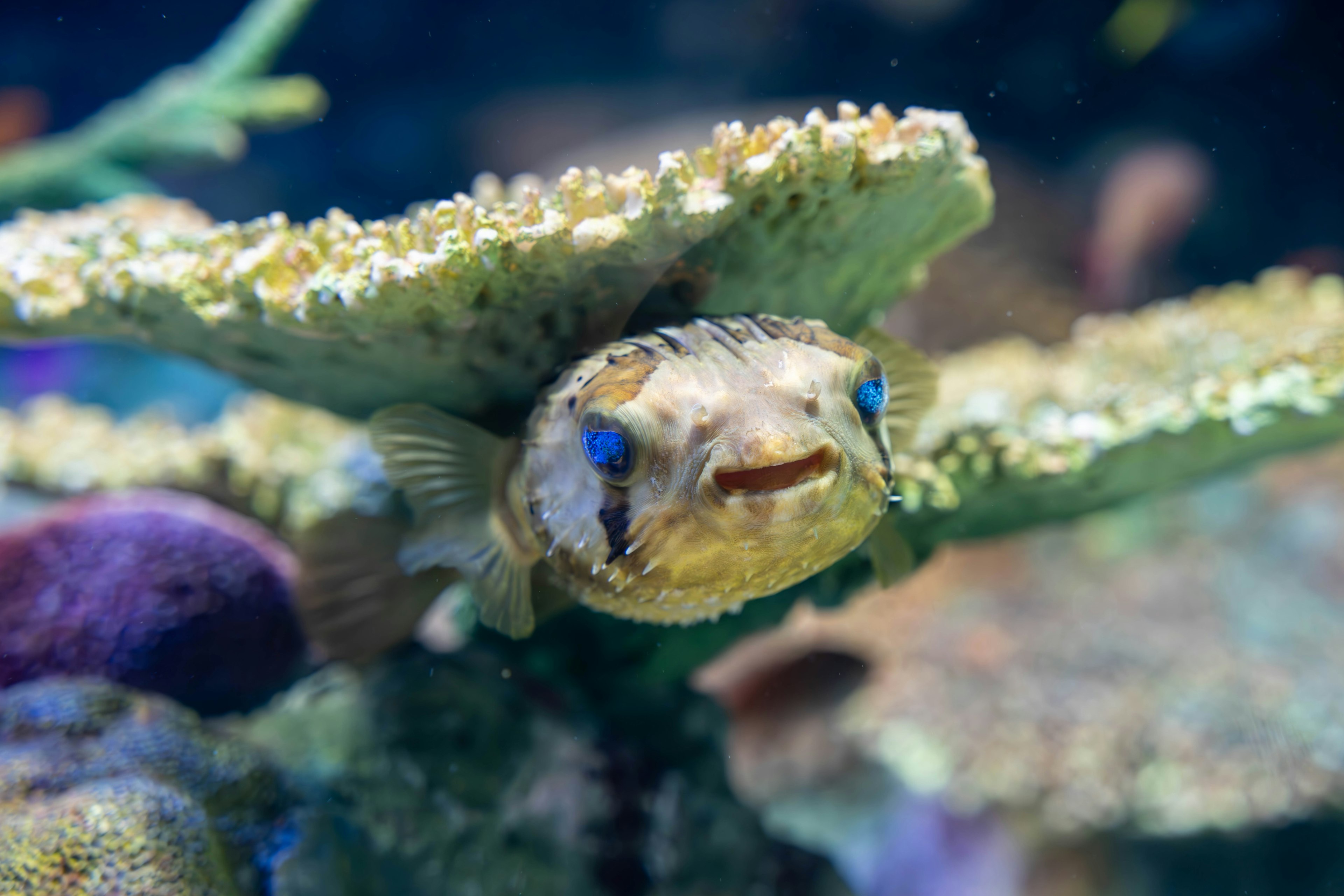 Primo piano di un pesce nascosto sotto il corallo