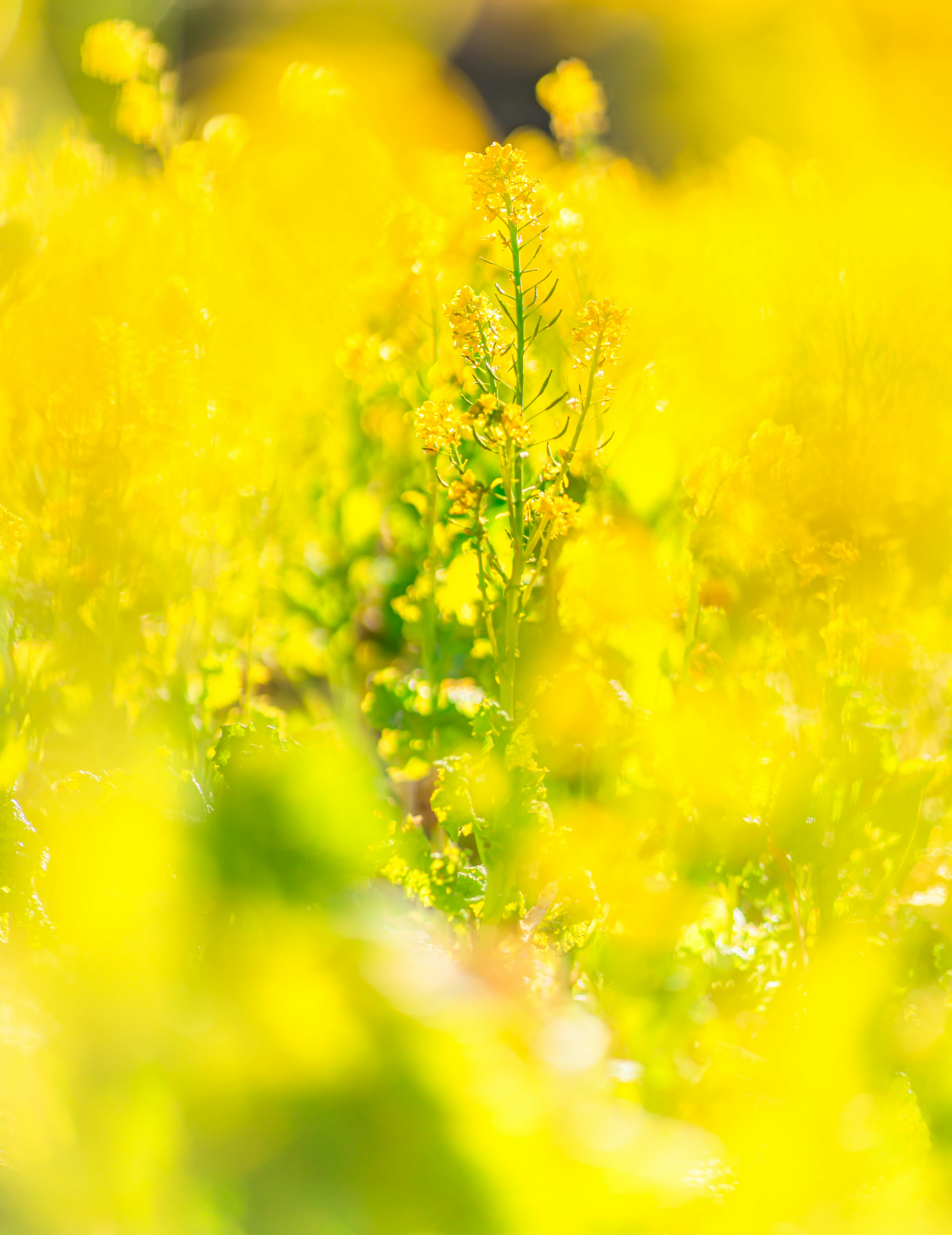 Blurred image of a field filled with bright yellow flowers