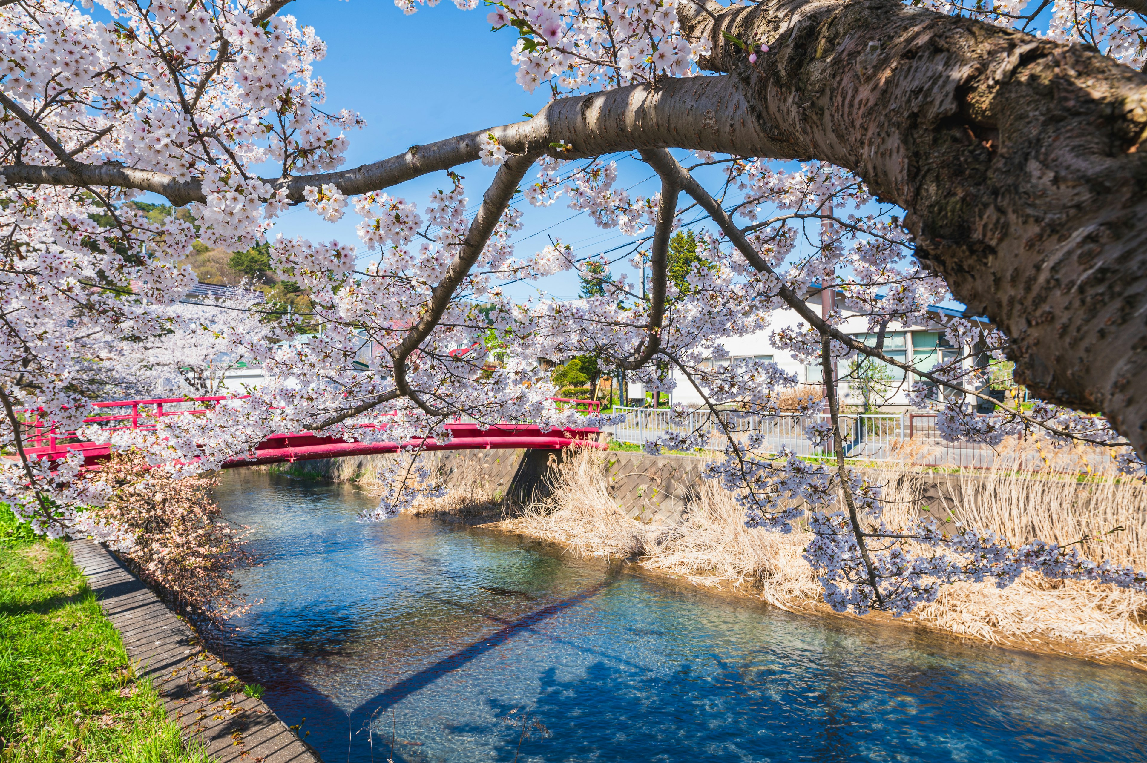 Vista escénica de cerezos a lo largo de un río con un puente rojo y agua azul