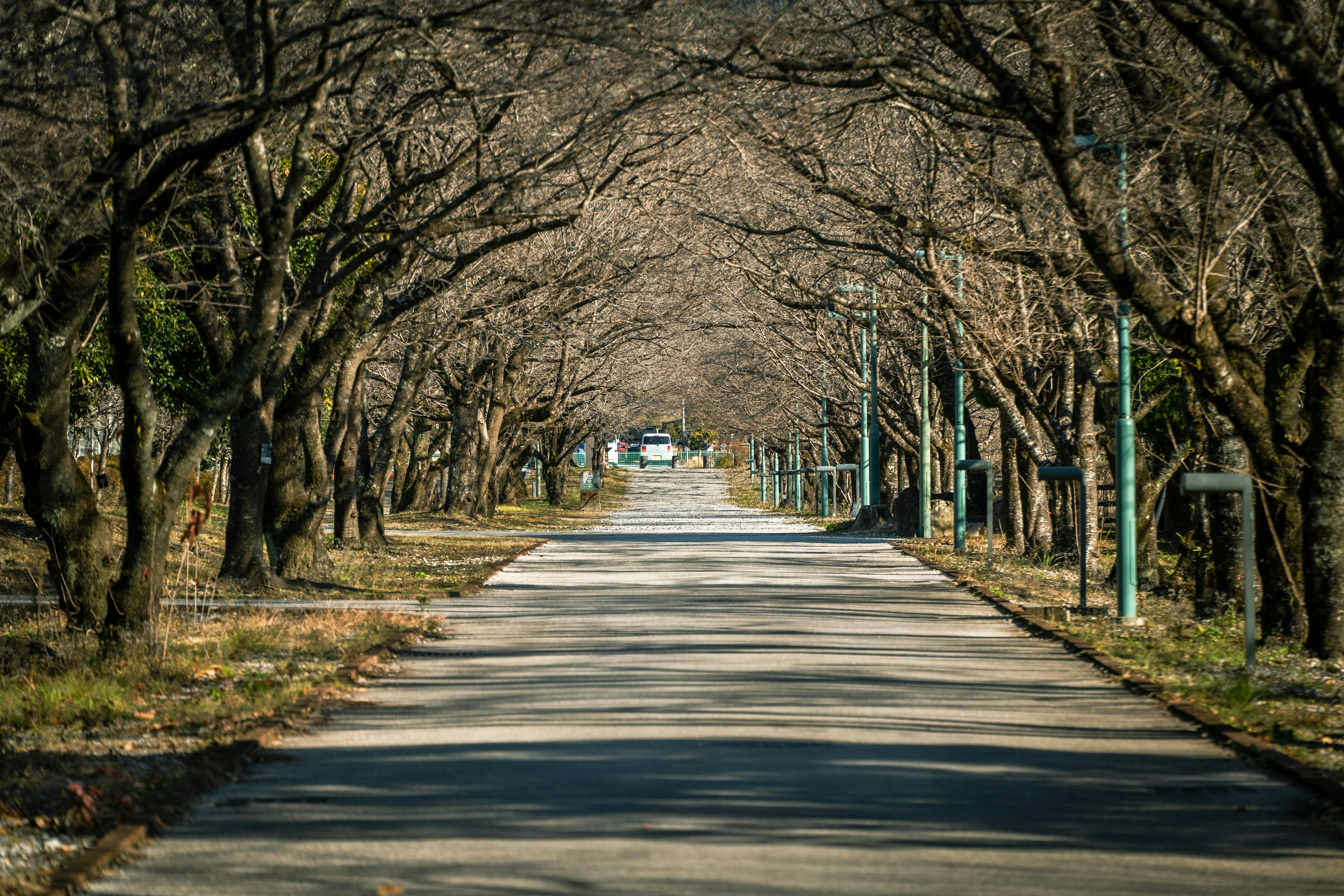 木々が並ぶ静かな通りの風景